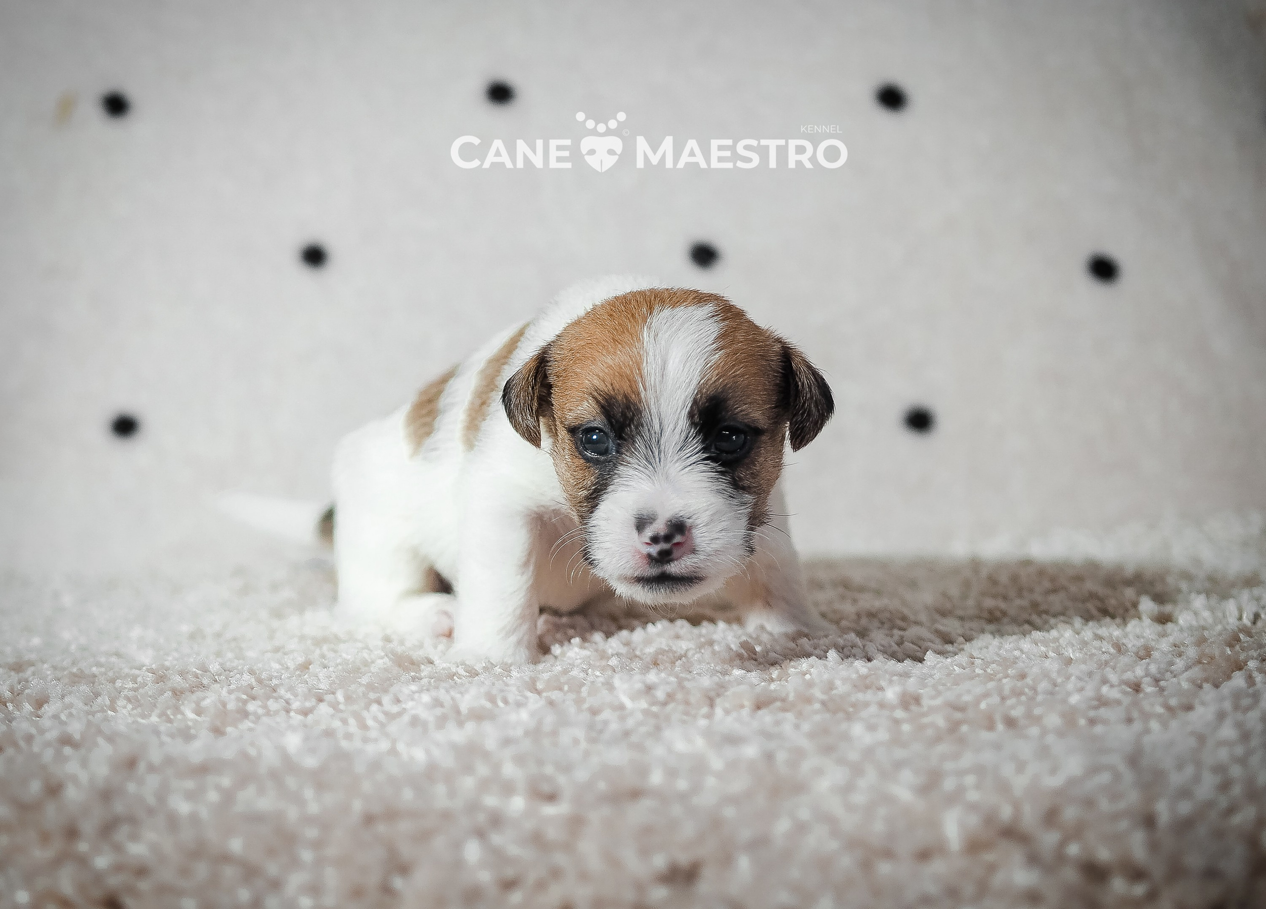 Щенок бело-рыжий джек рассел терьер. КАНЕ МАЭСТРО — питомник Джек рассел терьеров