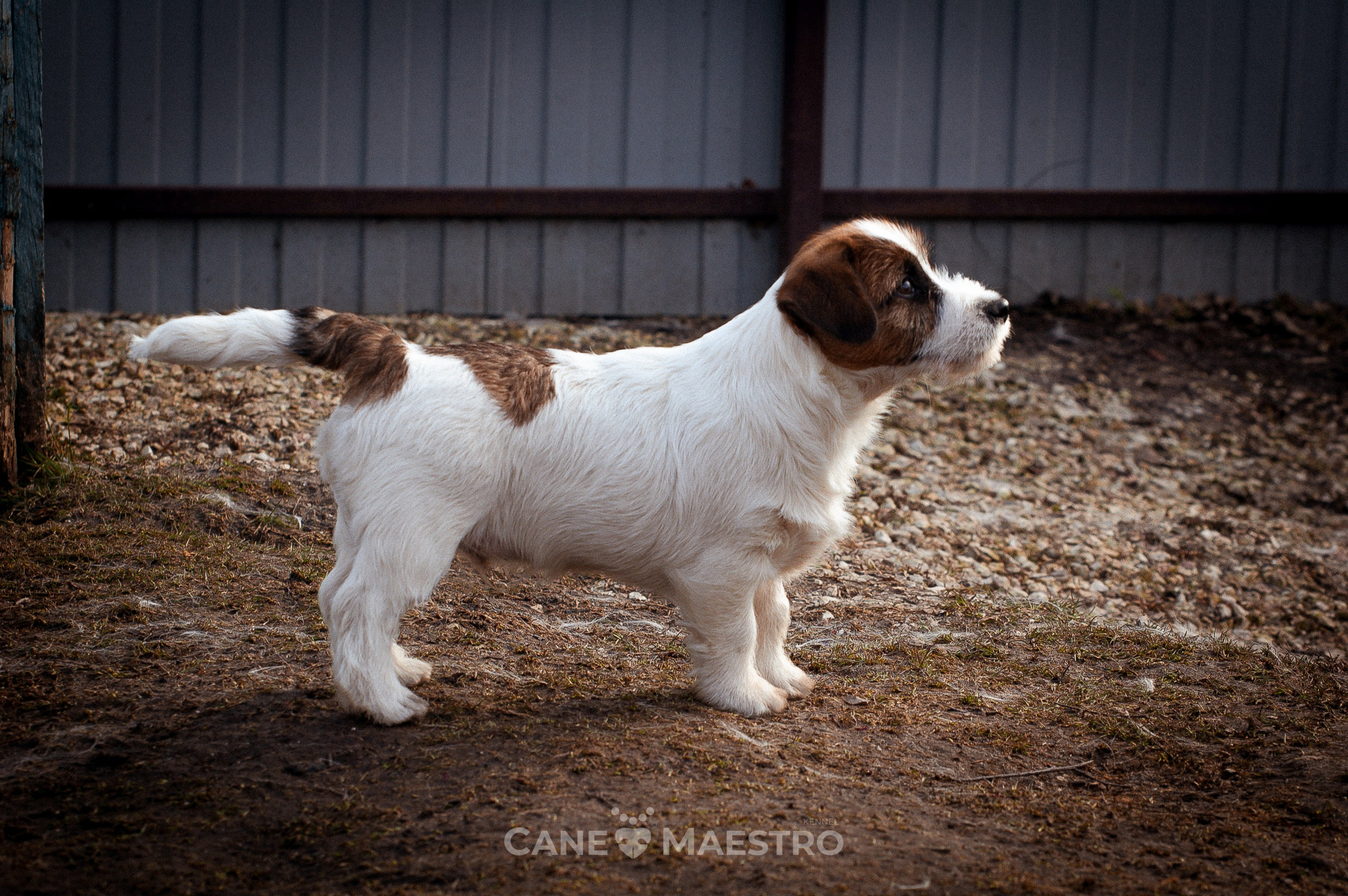 Мальчик 2. Кобель бело-рыжий. Джек рассел терьер щенок. КАНЕ МАЭСТРО — питомник Джек рассел терьеров