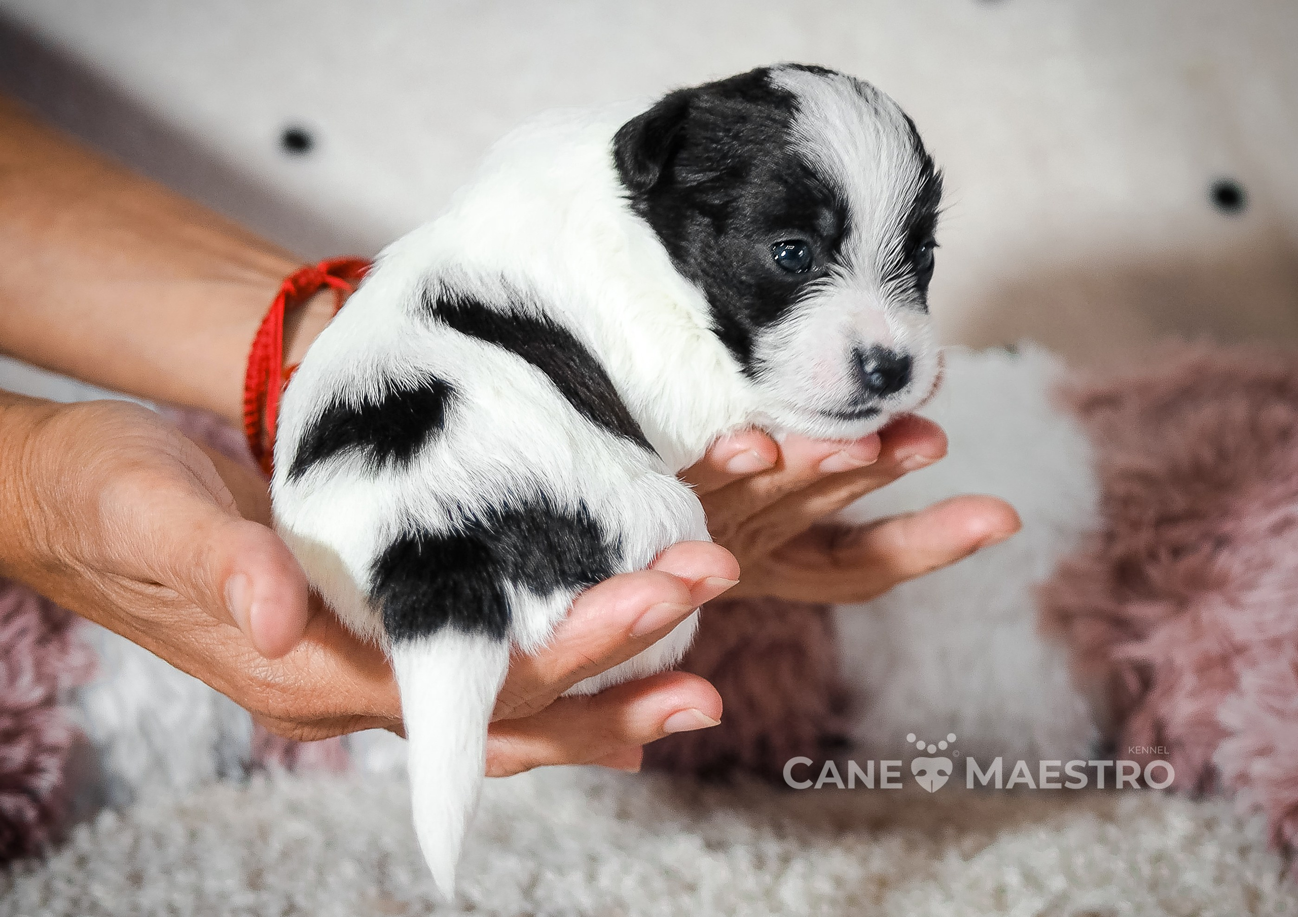 X_female1_b_w. CANE MAESTRO — kennel Jack Russell Terrier