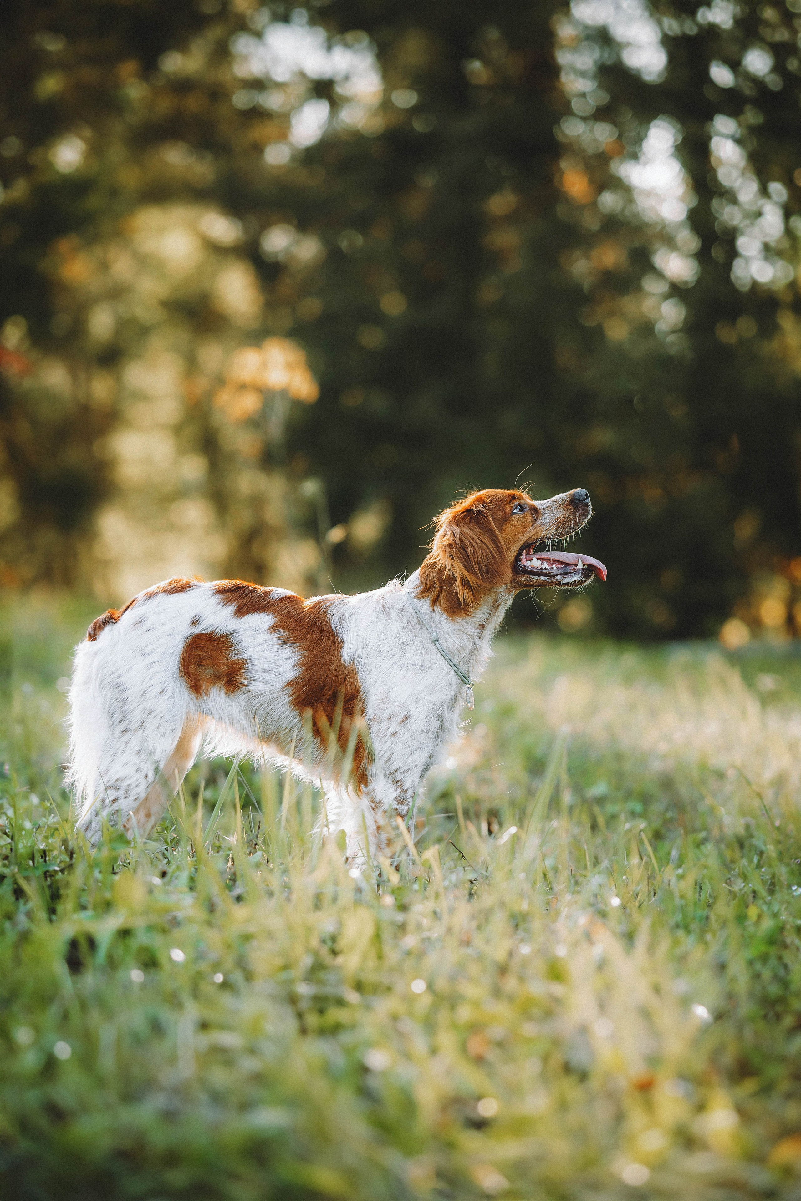 Камри и Пафи