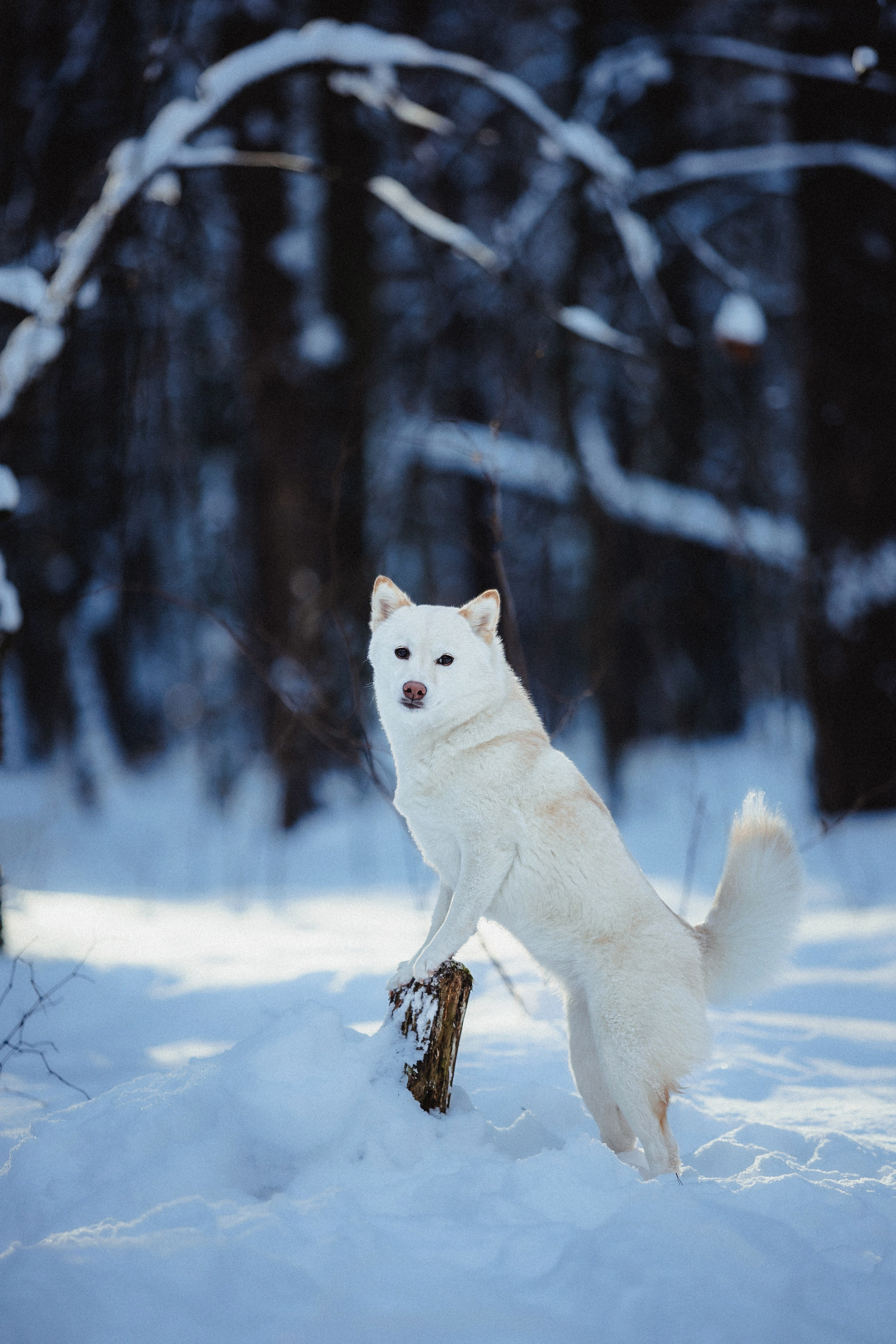 Шед, Цири и Ира