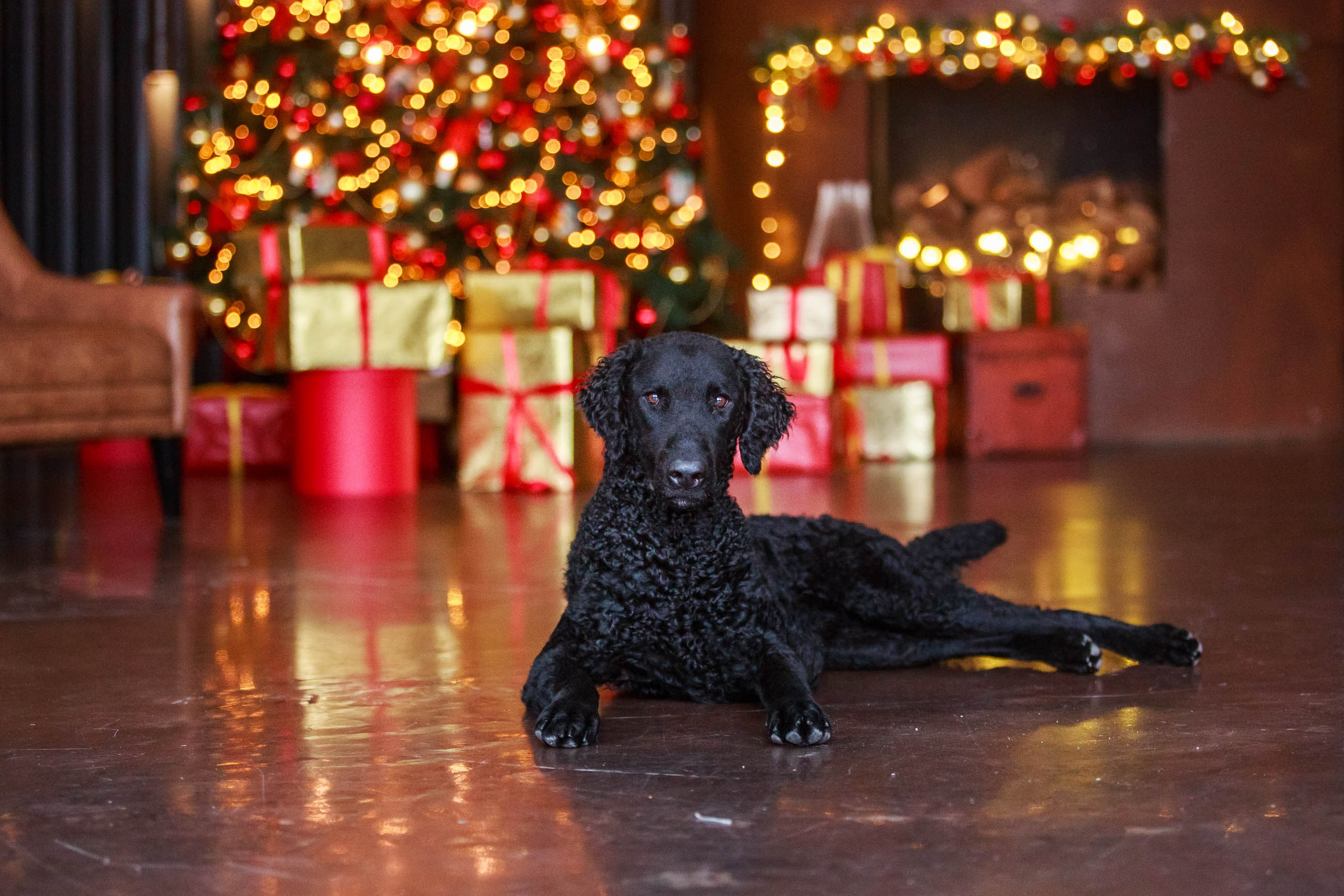 Лабрадор ретривер и курчавошерстный ретривер фотосессия на Новый год в фотостудии. Семейный и детский фотограф в Москве Мария Быкова