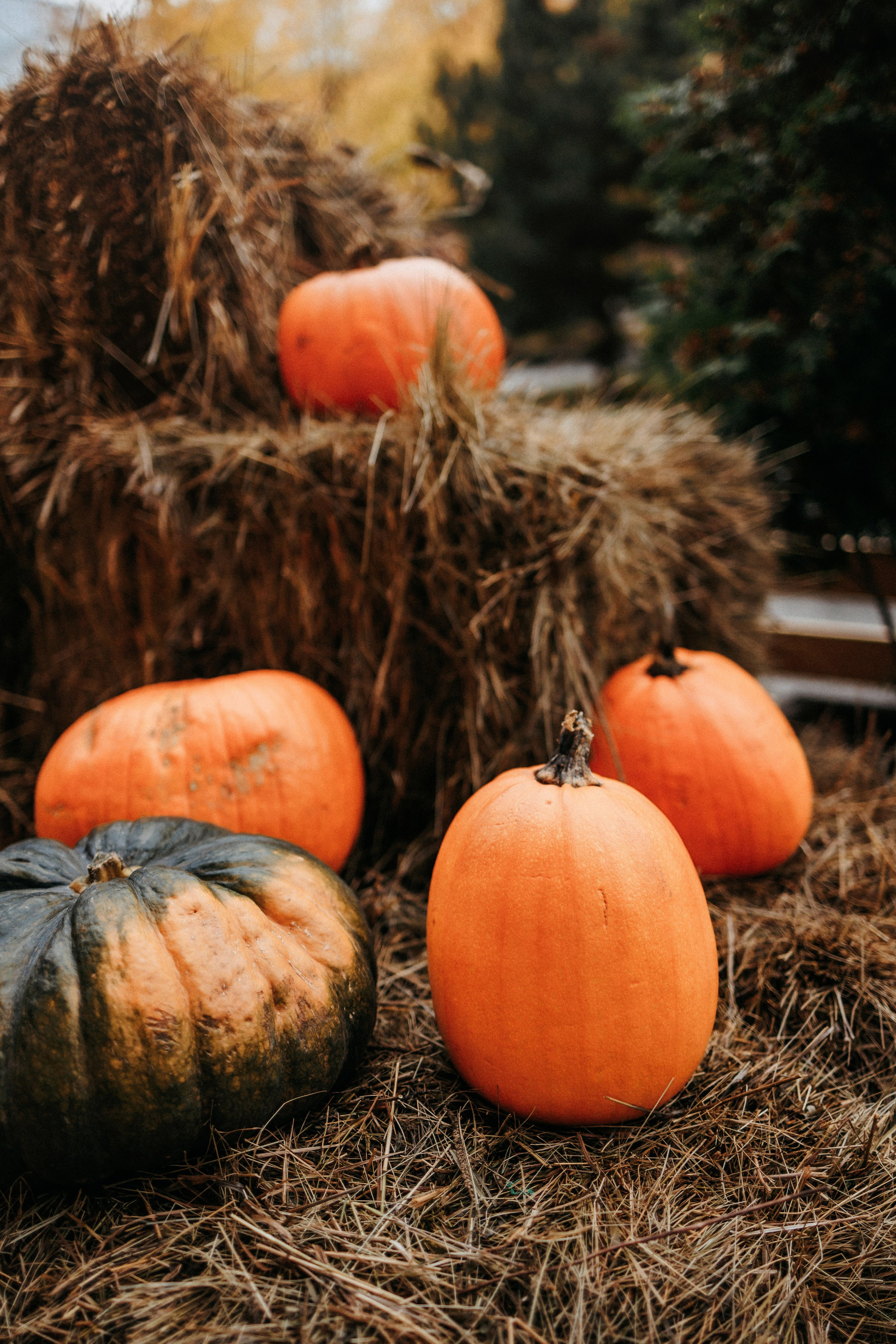 Вера, Саша и Муна. Фотограф-анималист Елена Радченко, Москва