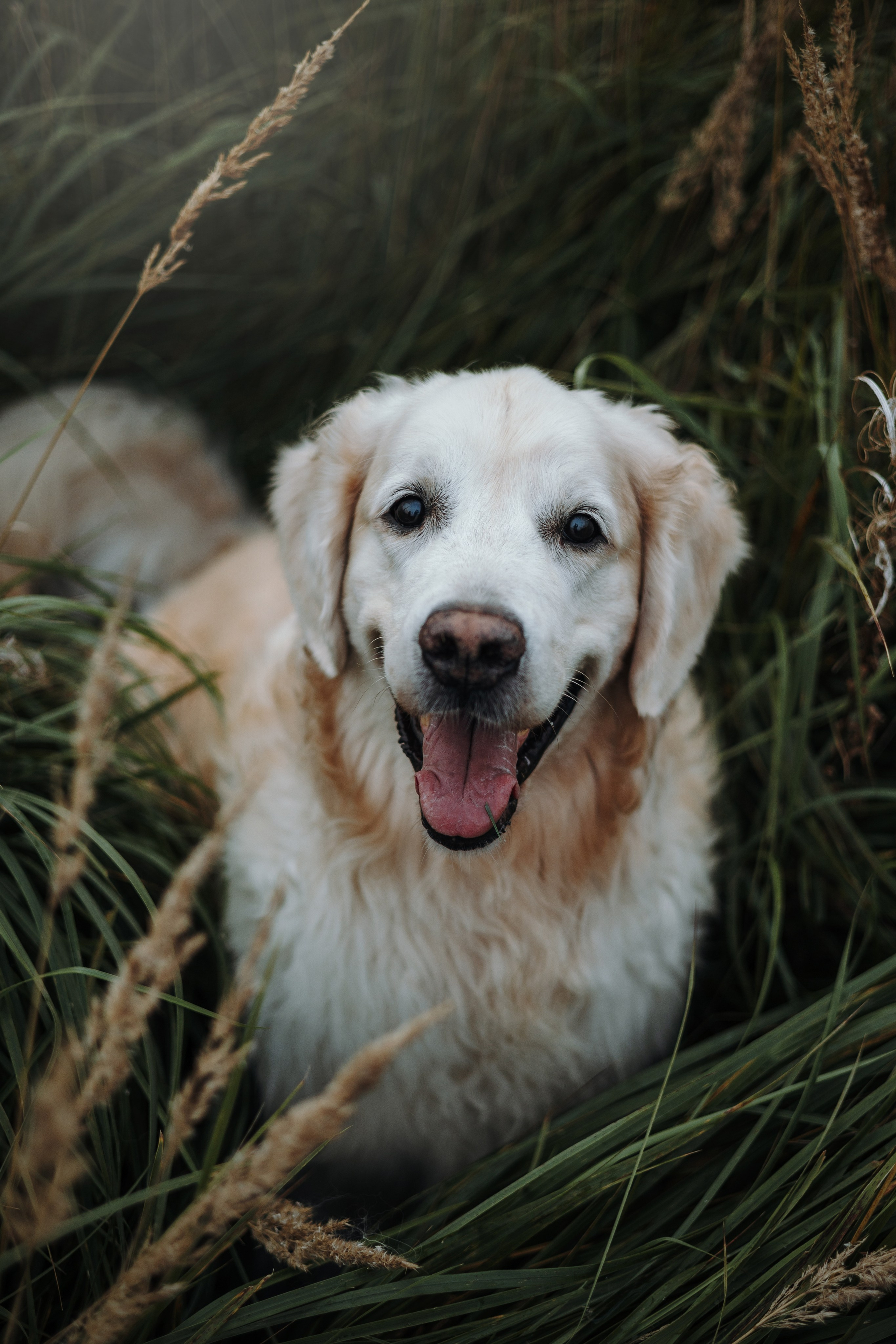 Света и Том. Фотограф — Анималист | Санкт-Петербург