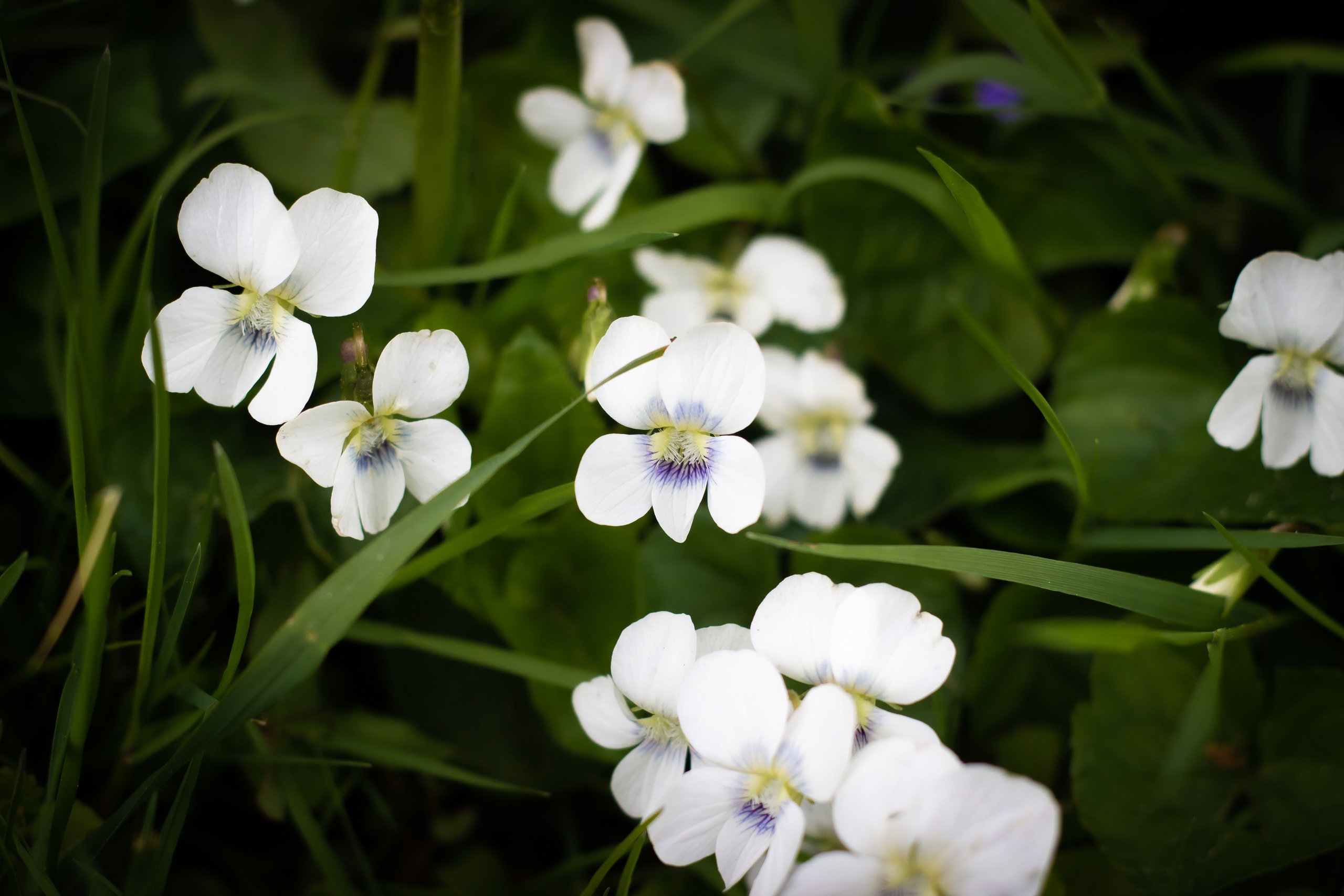 Природа. Polyframe