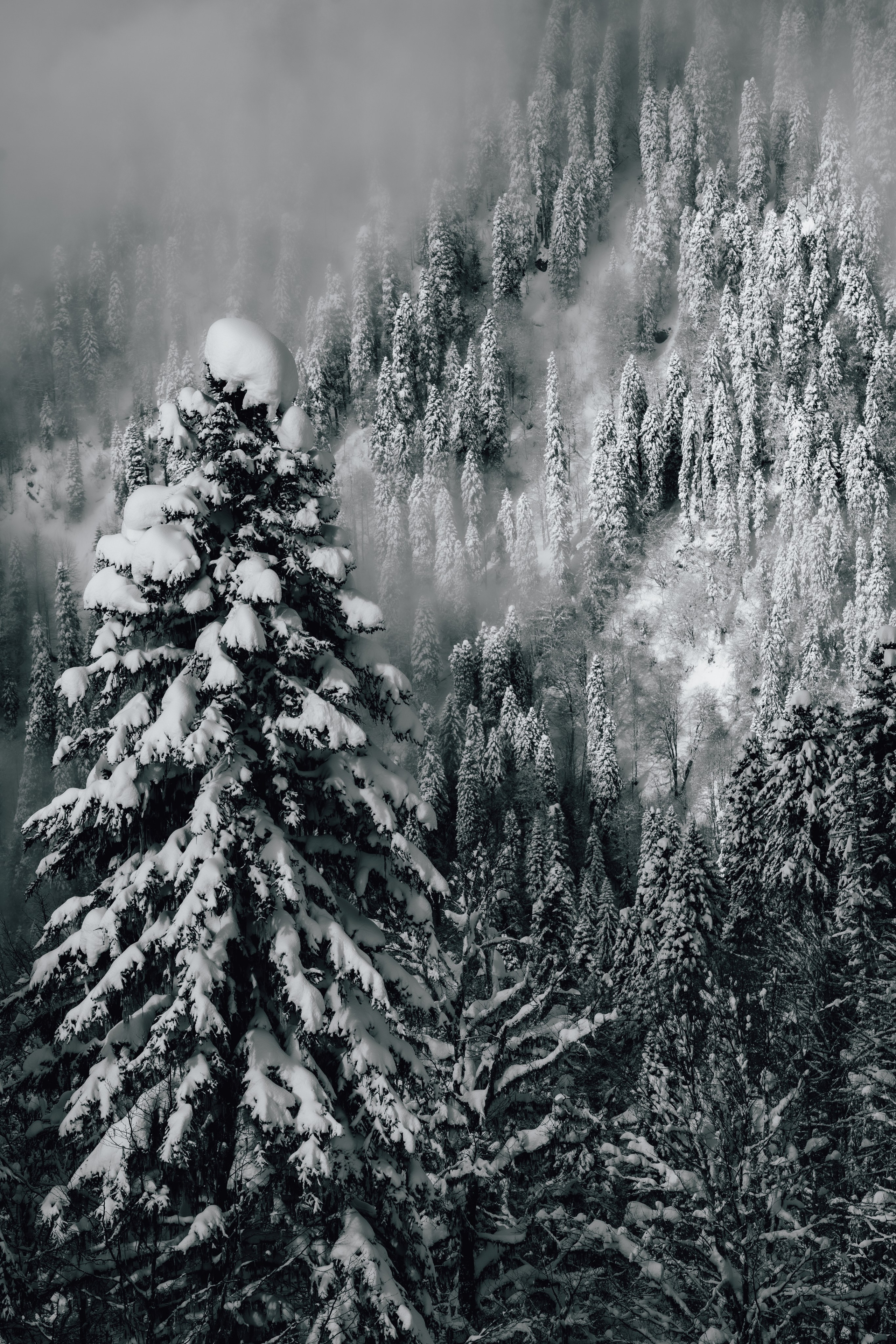 Путешествия и пейзаж. Репортажный фотограф в Красной Поляне и Сочи Павлюченко Екатерина