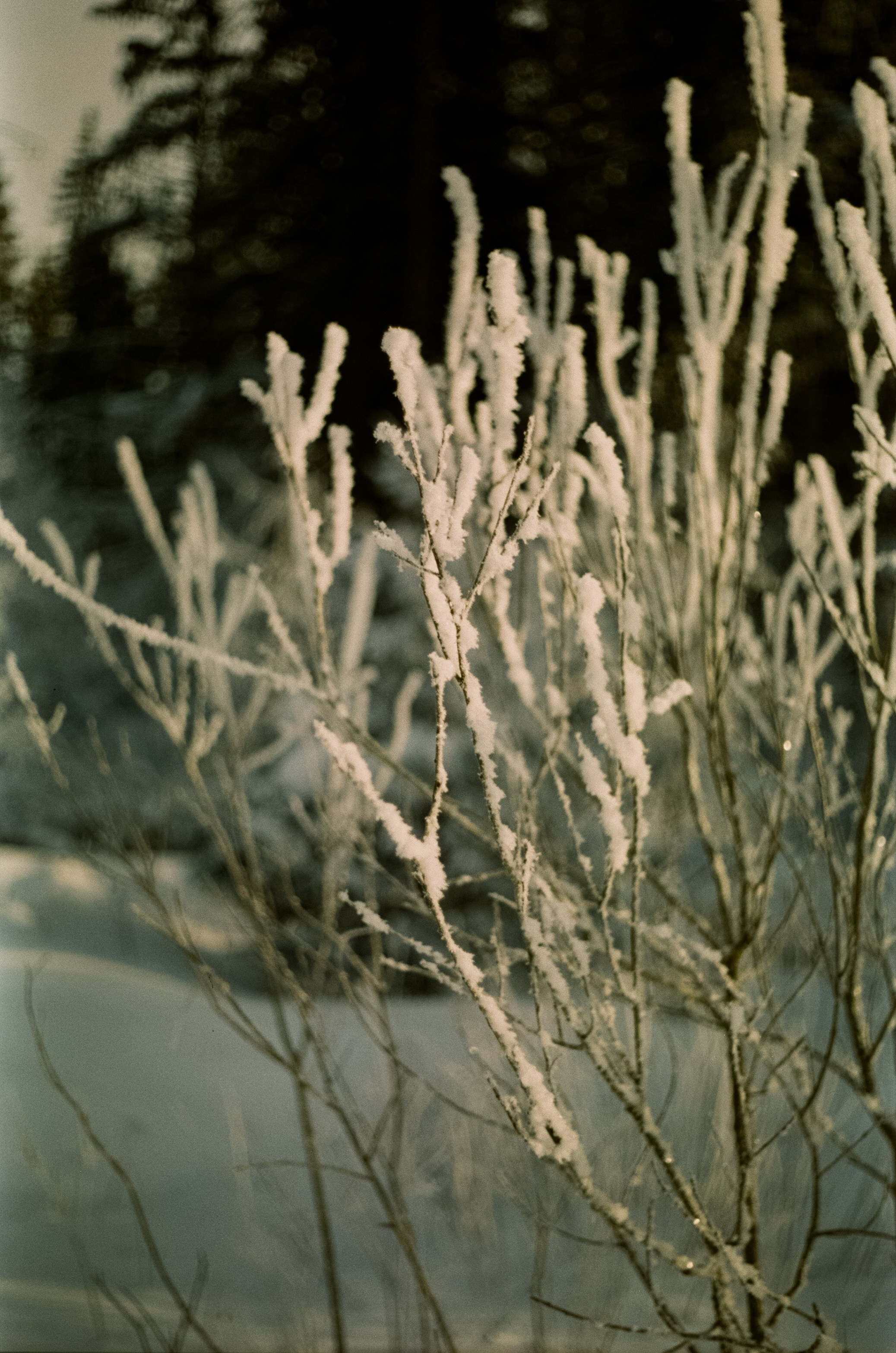 Pentax MZ-3 (1) объектив Schneider-Kreuznach Retina-Xenon 50 mm f/1.9 D