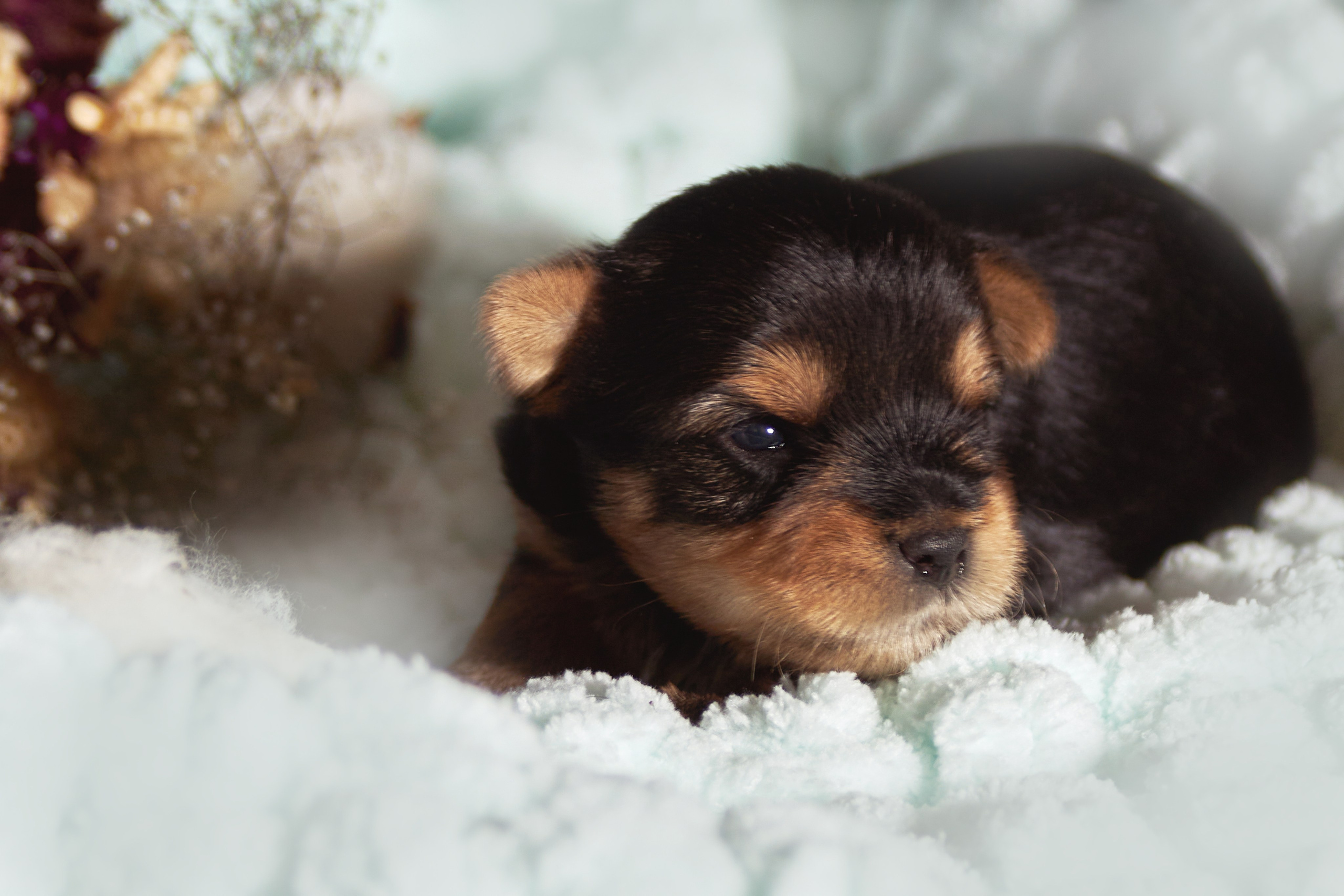 Фотосессия щенков от 7-и дней в стиле ньюборн. Фотограф анималист — Тула, Москва
