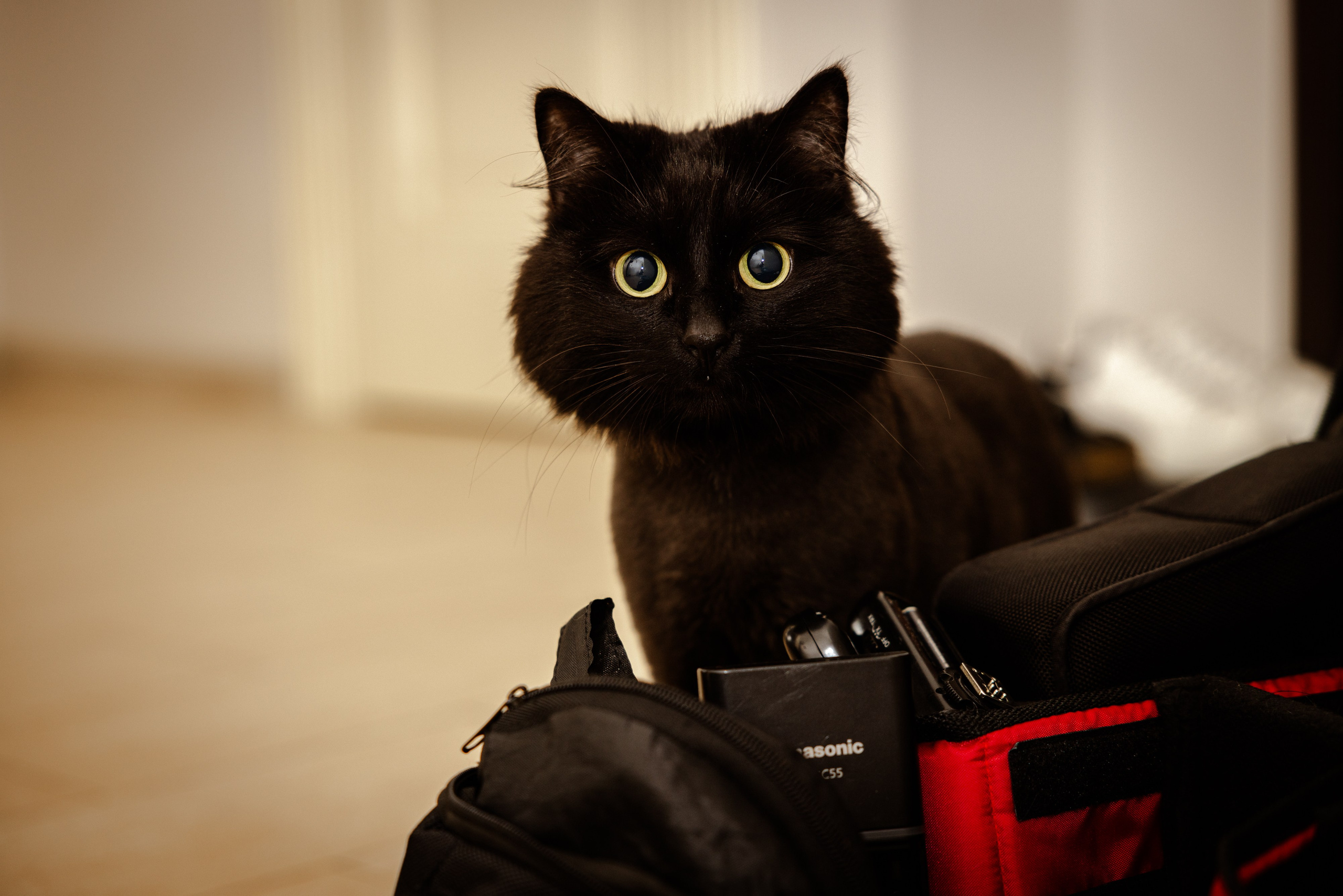 Свадьба Ксении и Думитру. Виктория Зудина — фотограф в Москве