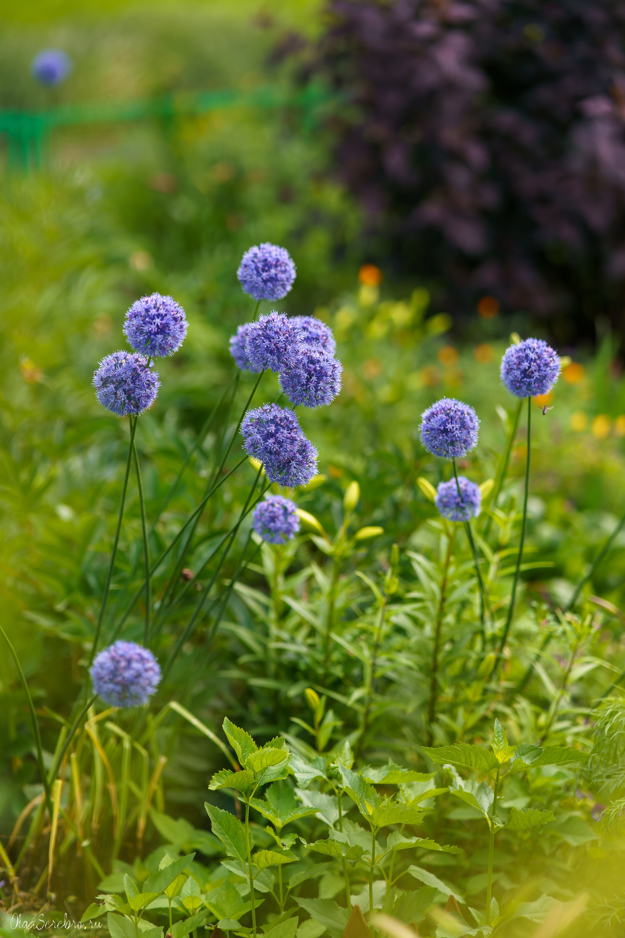 Клумба на Черкасской. Фотограф Челябинск · Ольга Серебрякова