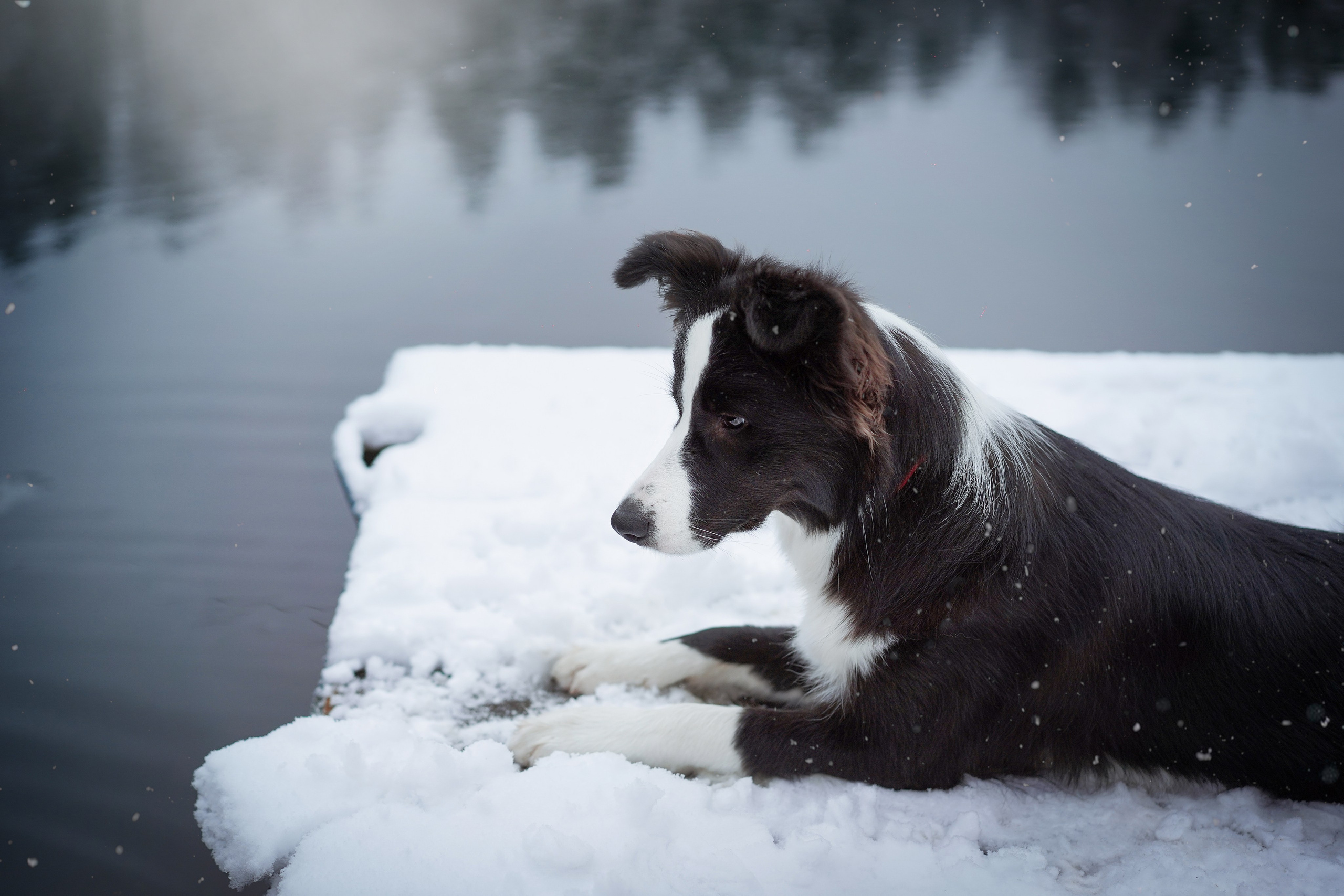 Юлия и Груша. Фотограф-анималист в Санкт-Петербурге Яна Мартынова
