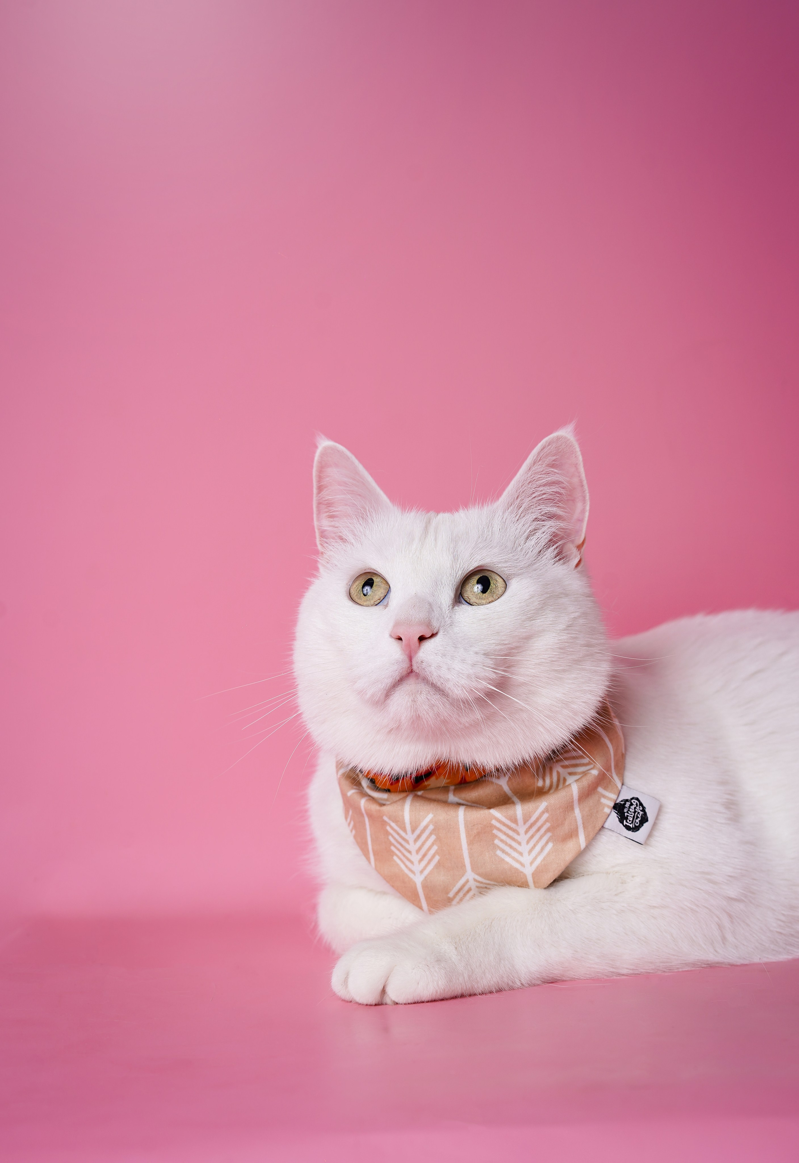 Маффин и Сэм. Фотограф-анималист в Санкт-Петербурге Яна Мартынова