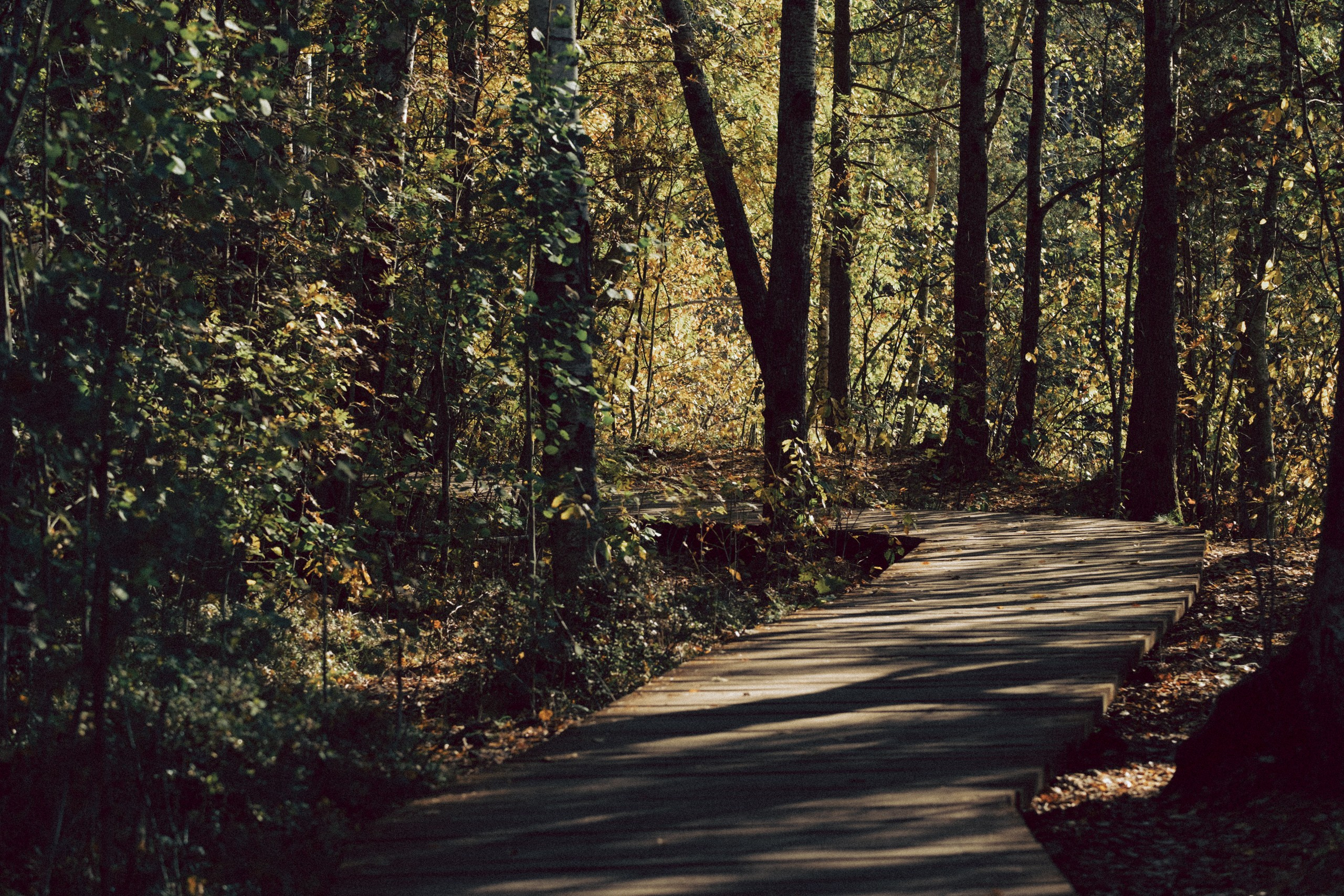 Осеняя прогулка. Профессиональный фотограф, Санкт-Петербург — Виктория Богомолова