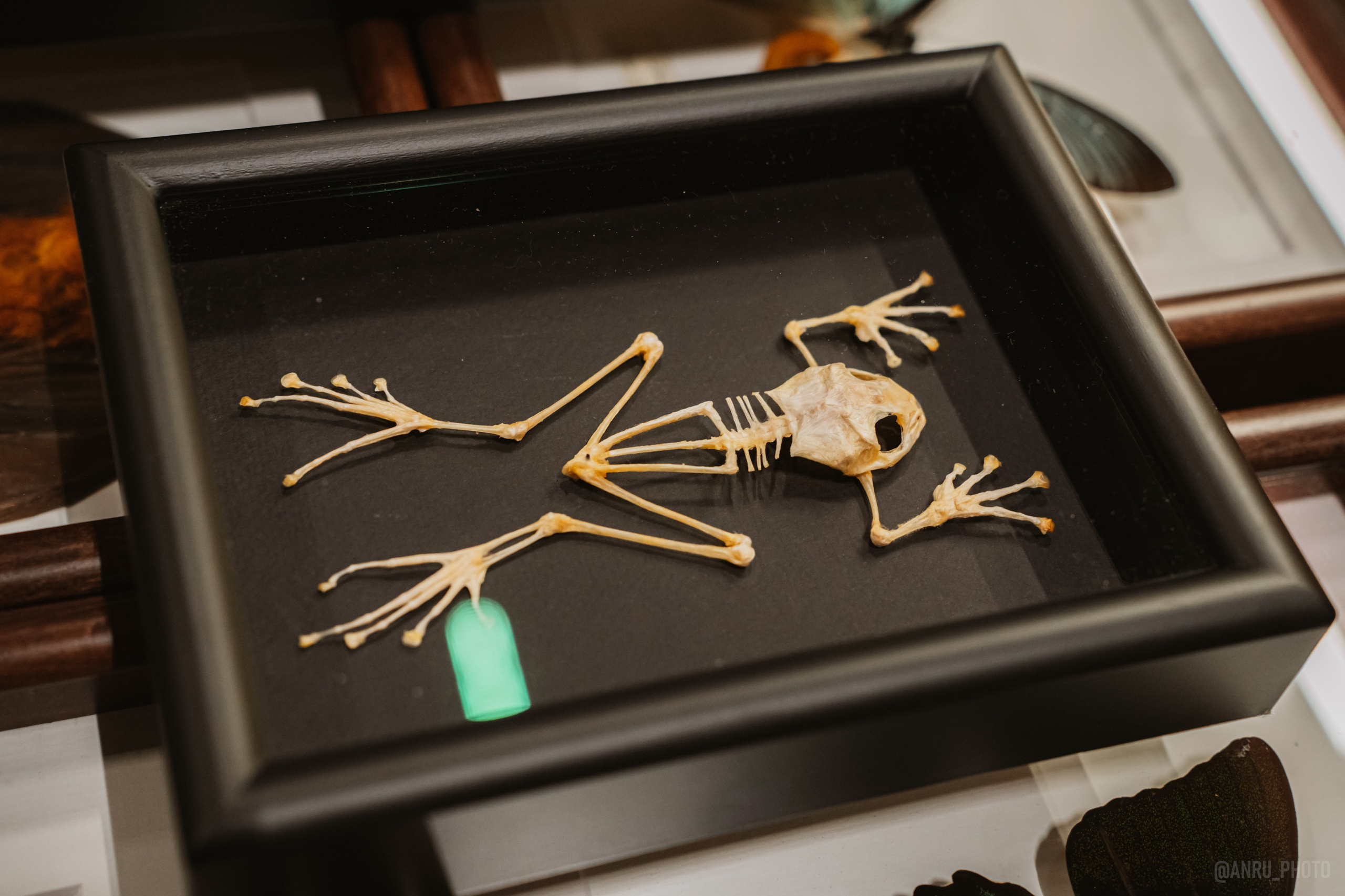 Рептилиум (ручная работа). Репортажный фотограф Анастасия Рубцова