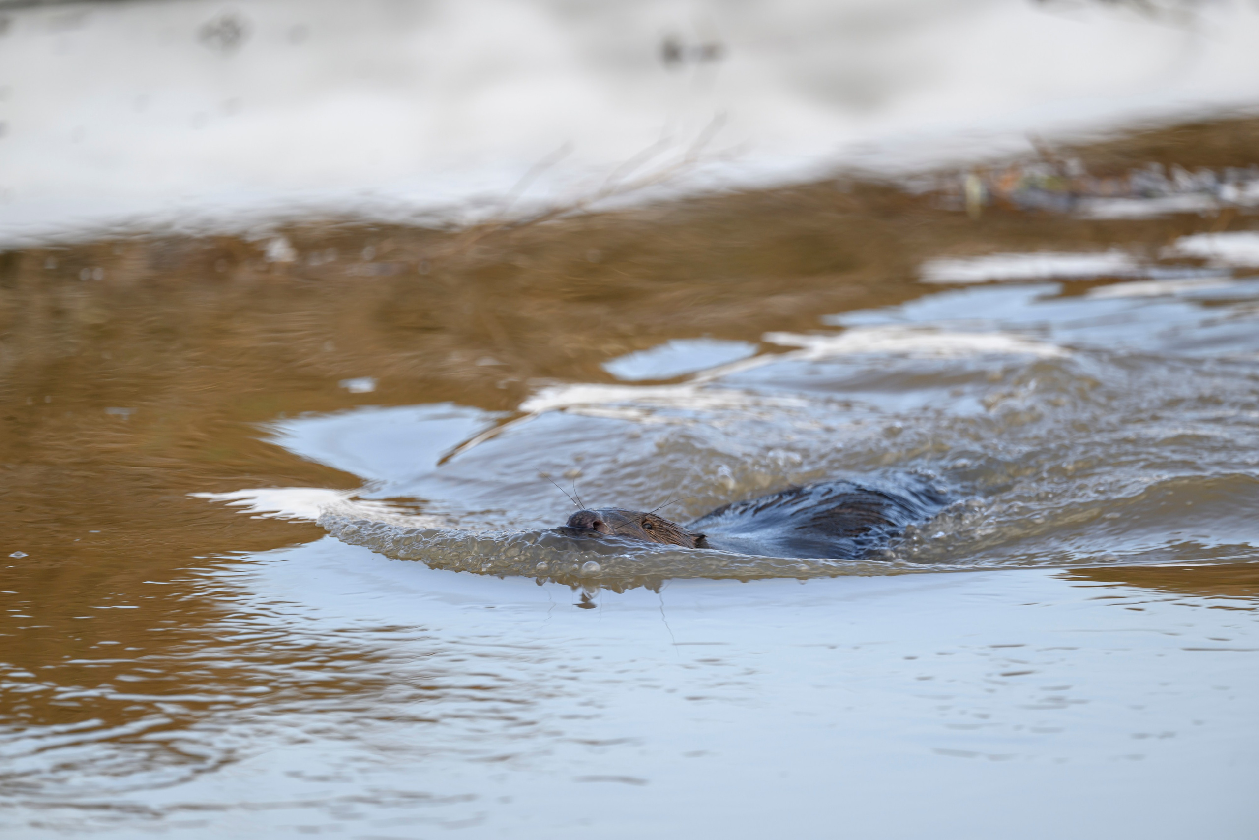 Бобер и ондатра. Wildlife photography by Sergey Puponin