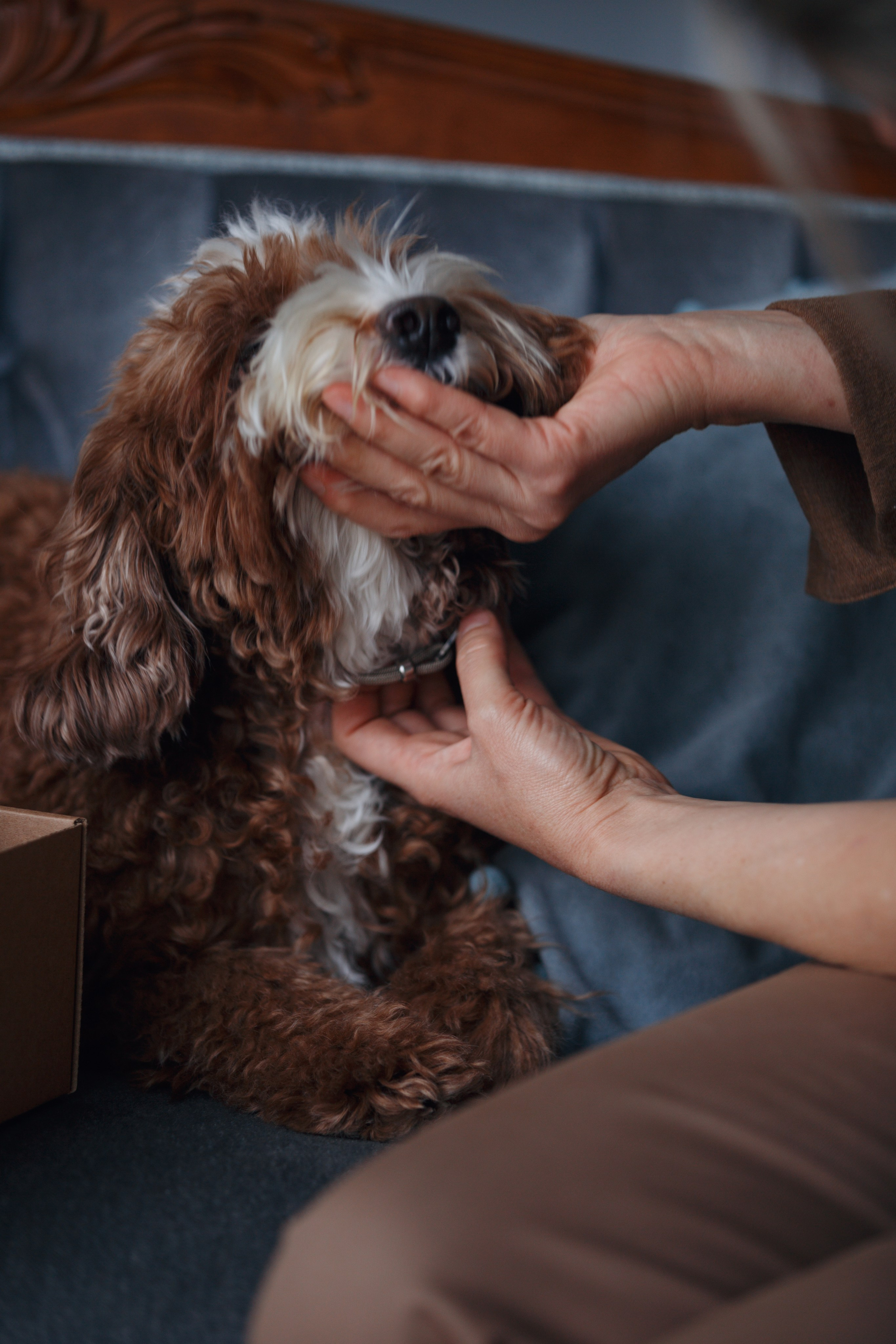 Bmbh лежанки и адресники. Фотограф анималист Кристина Карпова, Москва