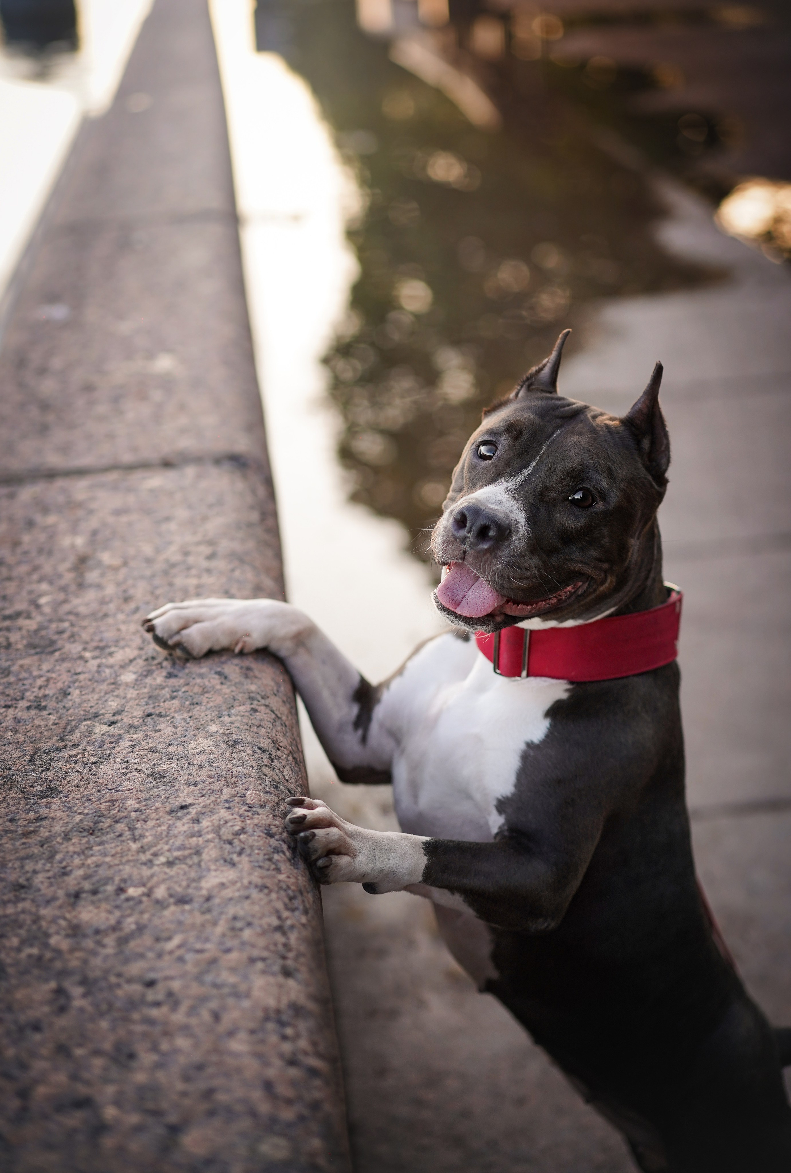 Аня Терентий и Кайли. Фотограф-анималист в Санкт-Петербурге Яна Мартынова
