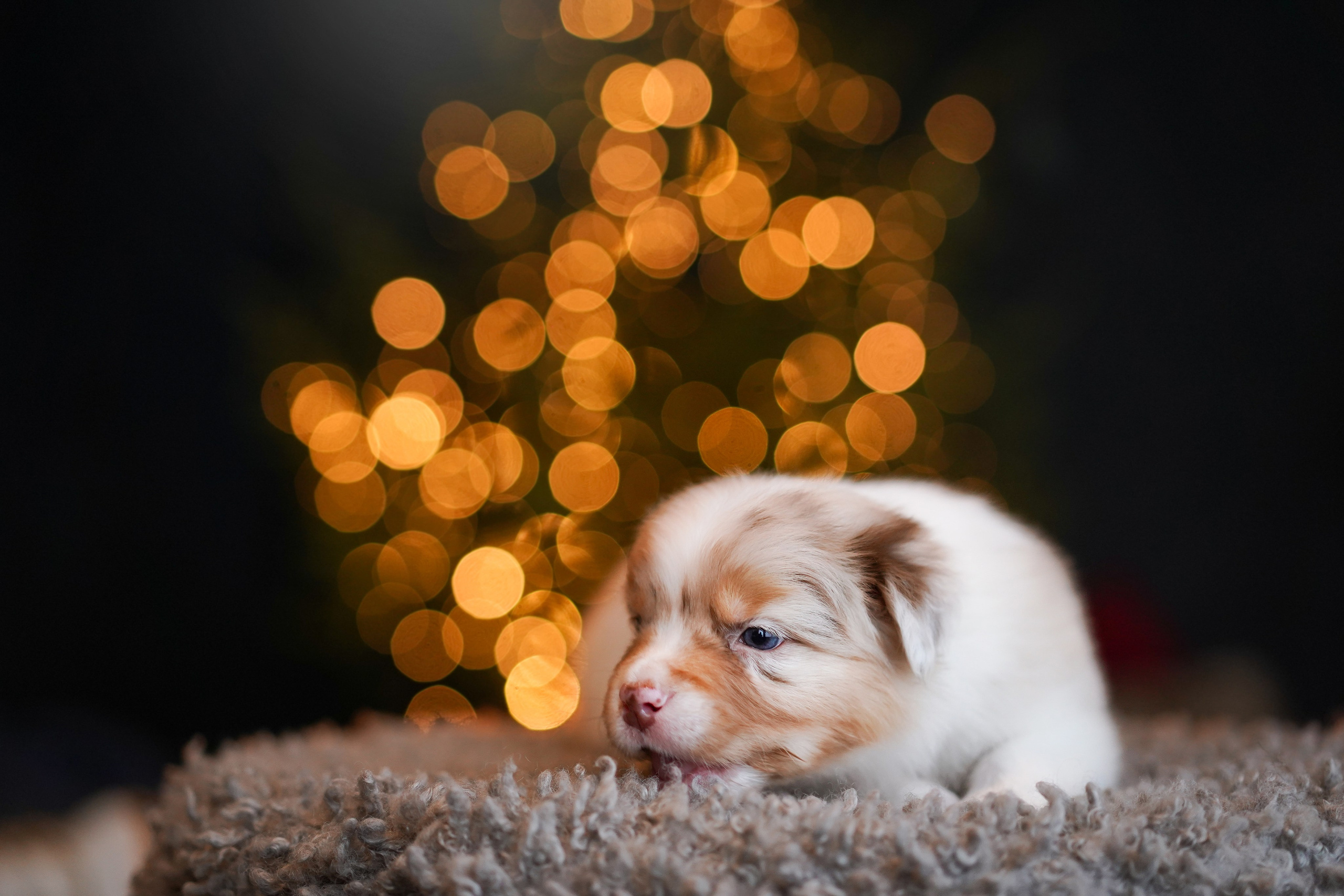 Щенки австралийской овчарки. Фотограф-анималист в Санкт-Петербурге Яна Мартынова