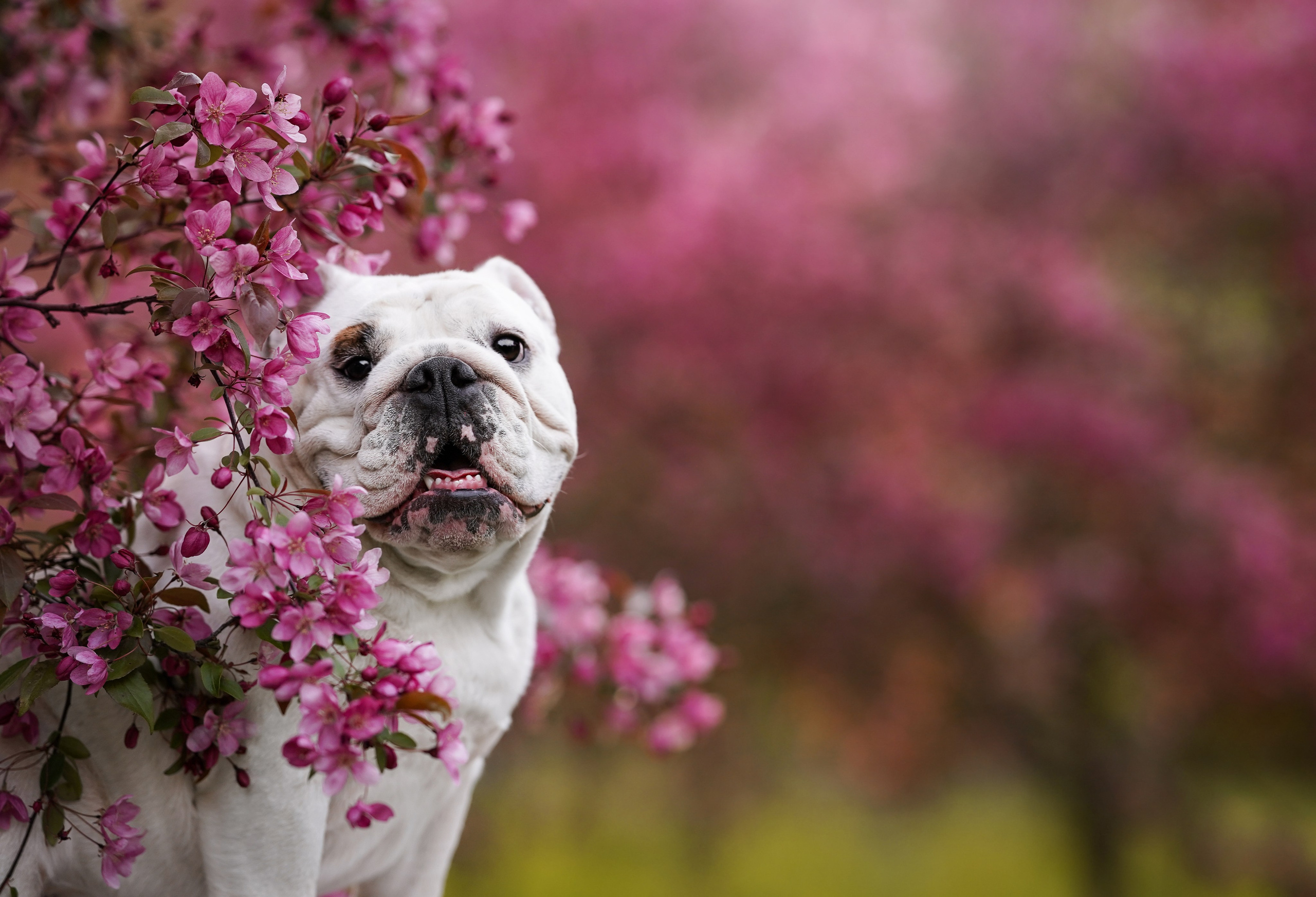 Фасолька в саду. Фотограф-анималист в Санкт-Петербурге Яна Мартынова