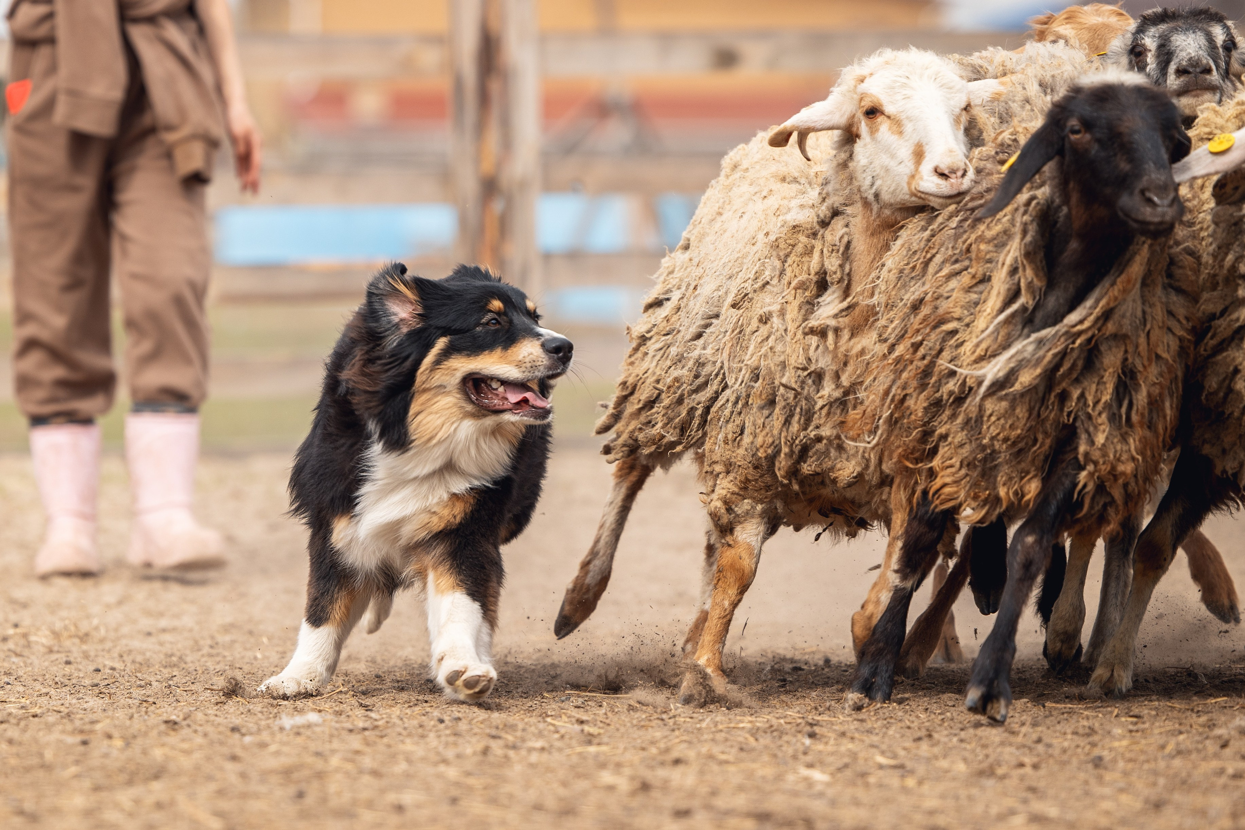 Ночь. YULA KOLESOVA | Фотограф — Анималист | Художник | Тюмень