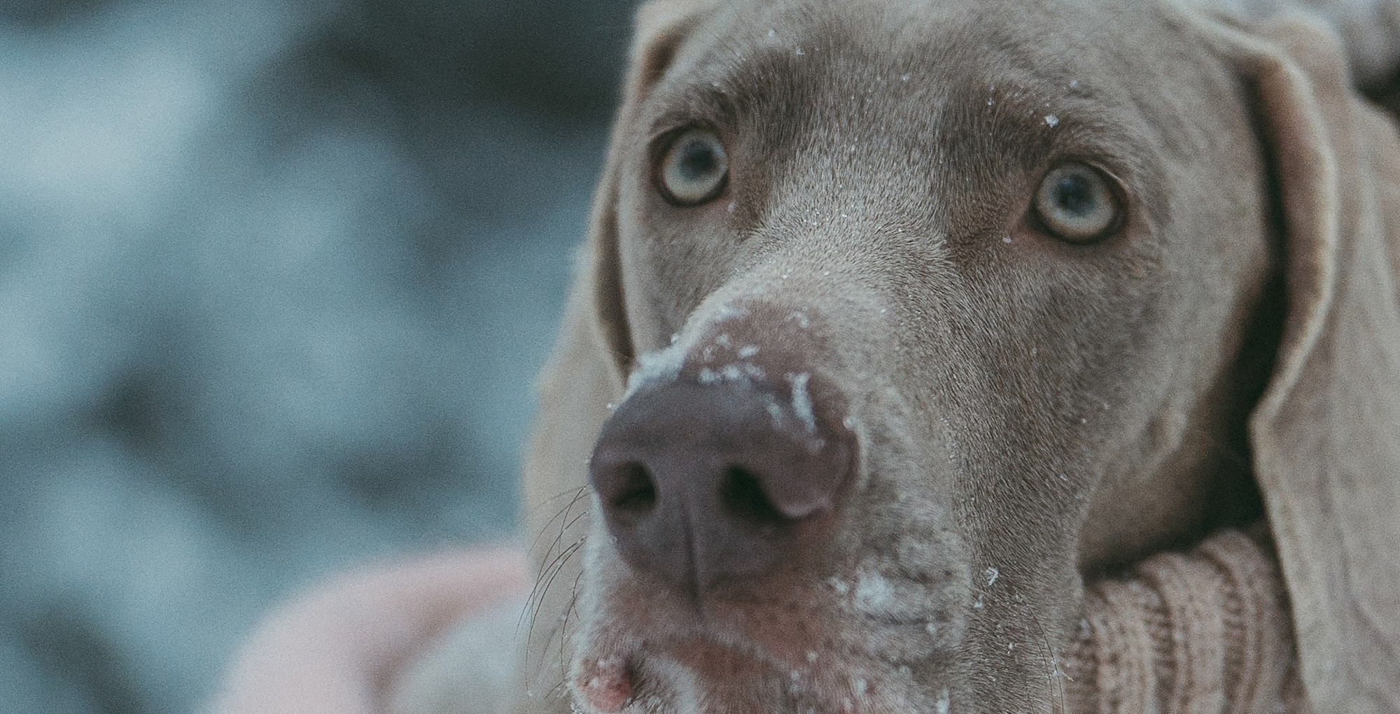 Лена и Фанни. Фотограф анималист в Москве и Санкт-Петербурге Свиридова Анна