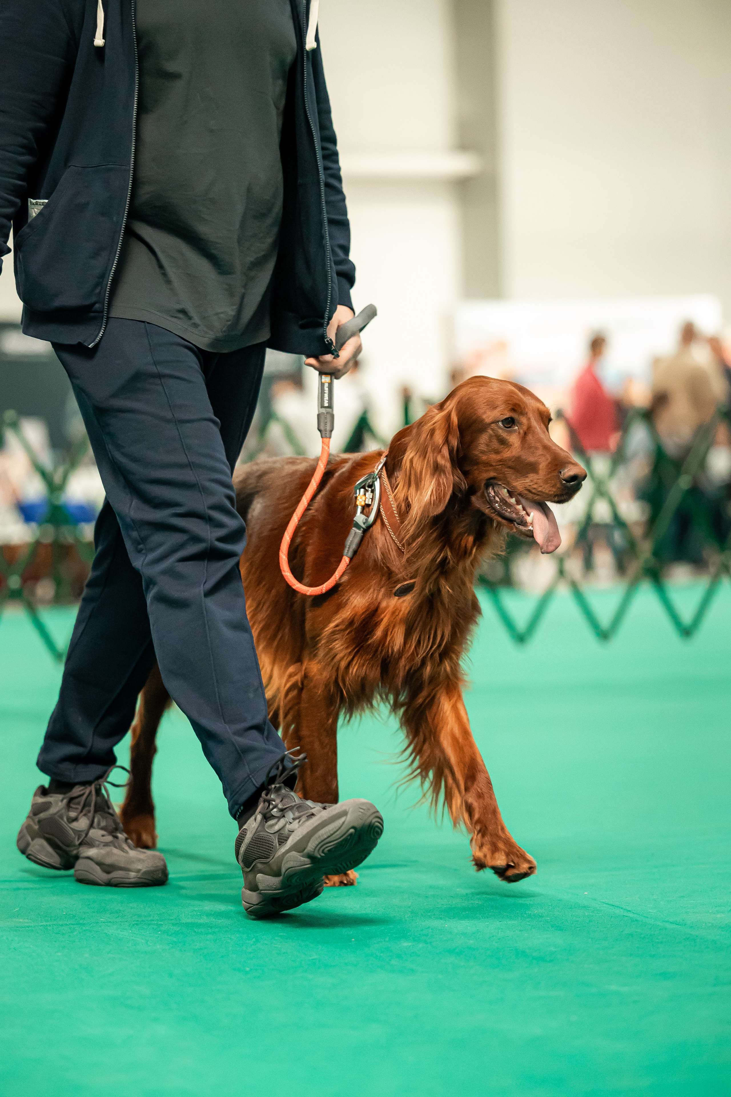 Выставка сеттеров 19.05.24