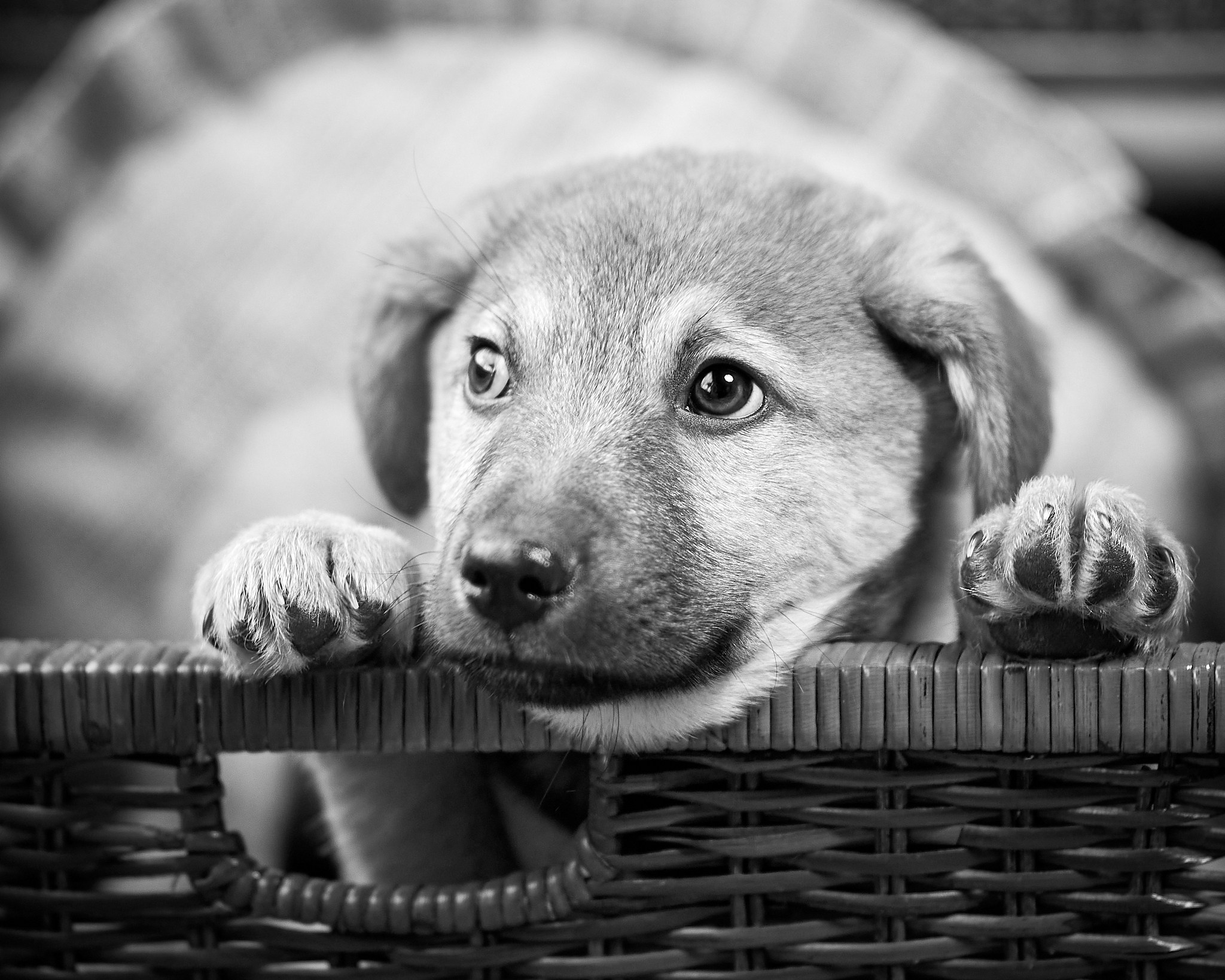 Фотосъемка животных