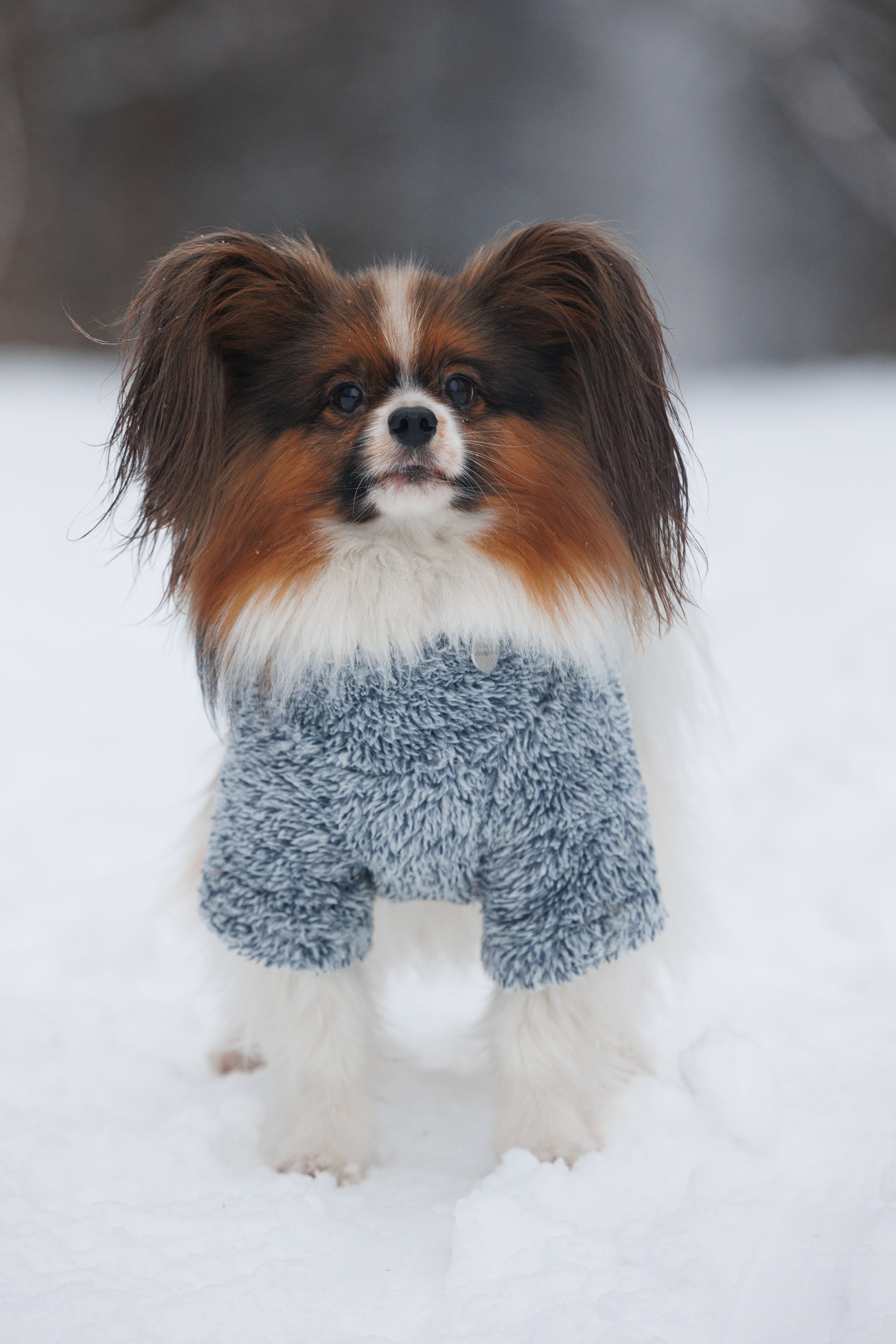 Даша и компания. Фотограф анималист Кристина Карпова, Москва