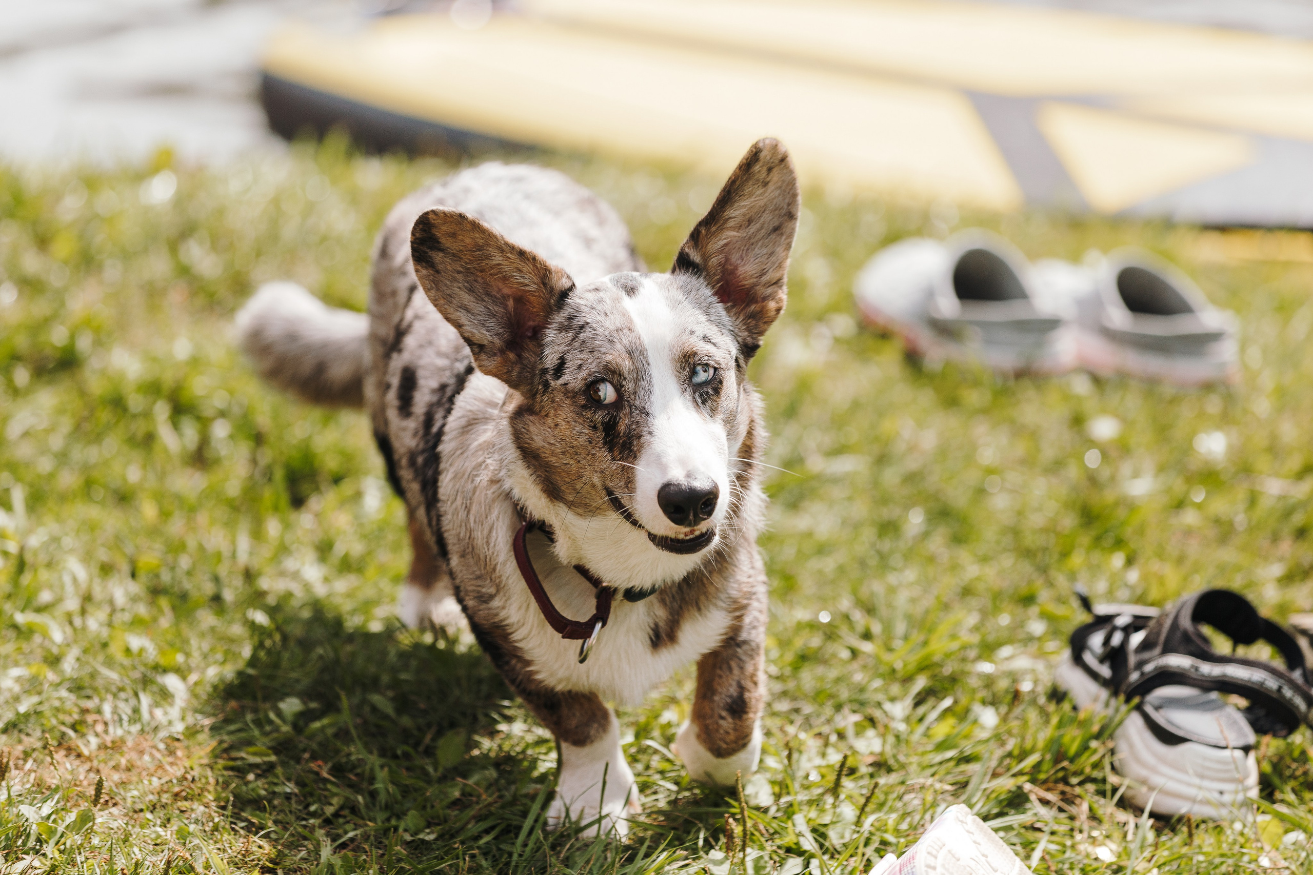 Petshop Sup day. Фотограф анималист Кристина Карпова, Москва