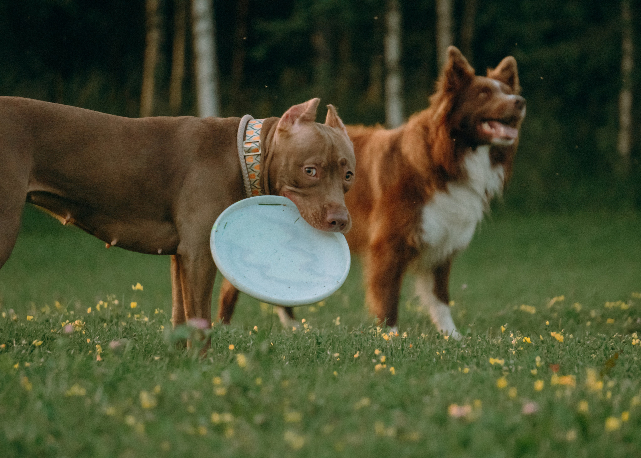 Виолетта, Лила и Питер. Фотограф-анималист Ксения Воробьева, Москва