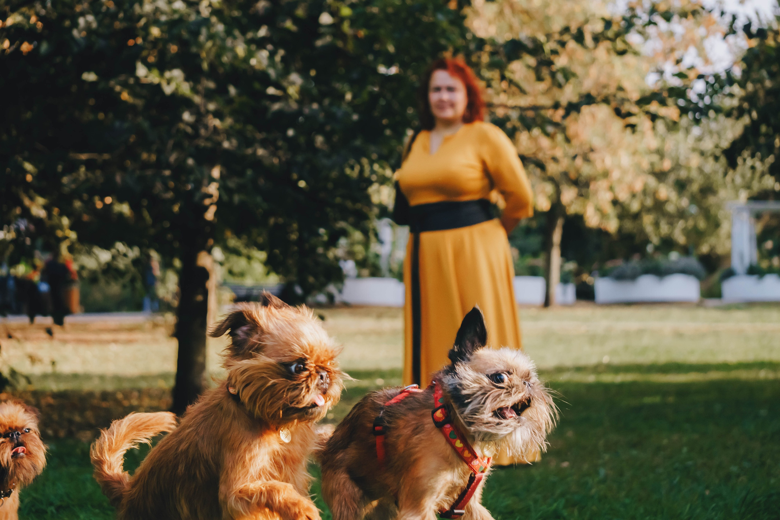 Мини-туса гриффоны и брабансоны. Фотограф-анималист Ксения Воробьева, Москва