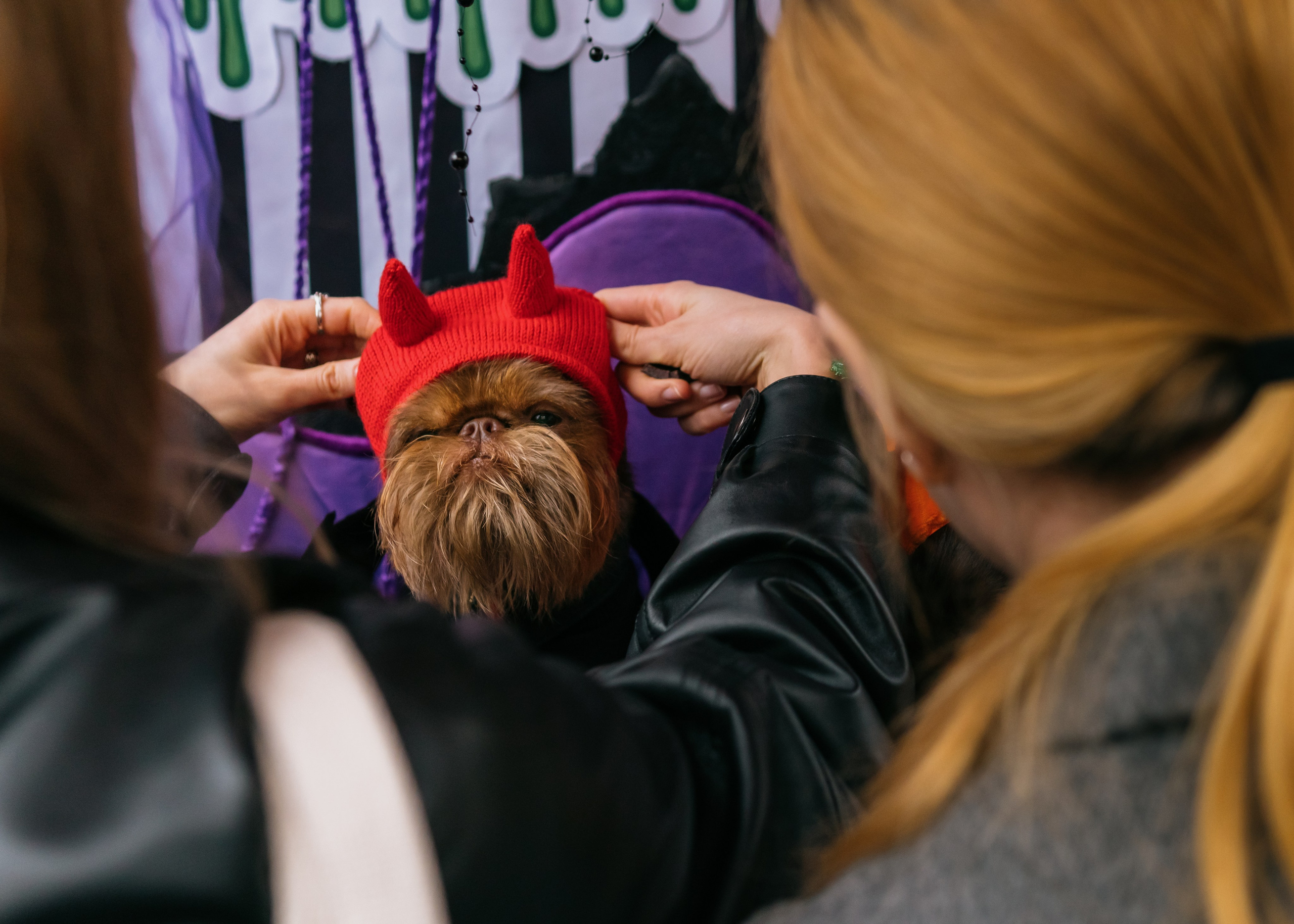 Тематическая встреча породников «Griffween». Фотограф-анималист Ксения Воробьева, Москва