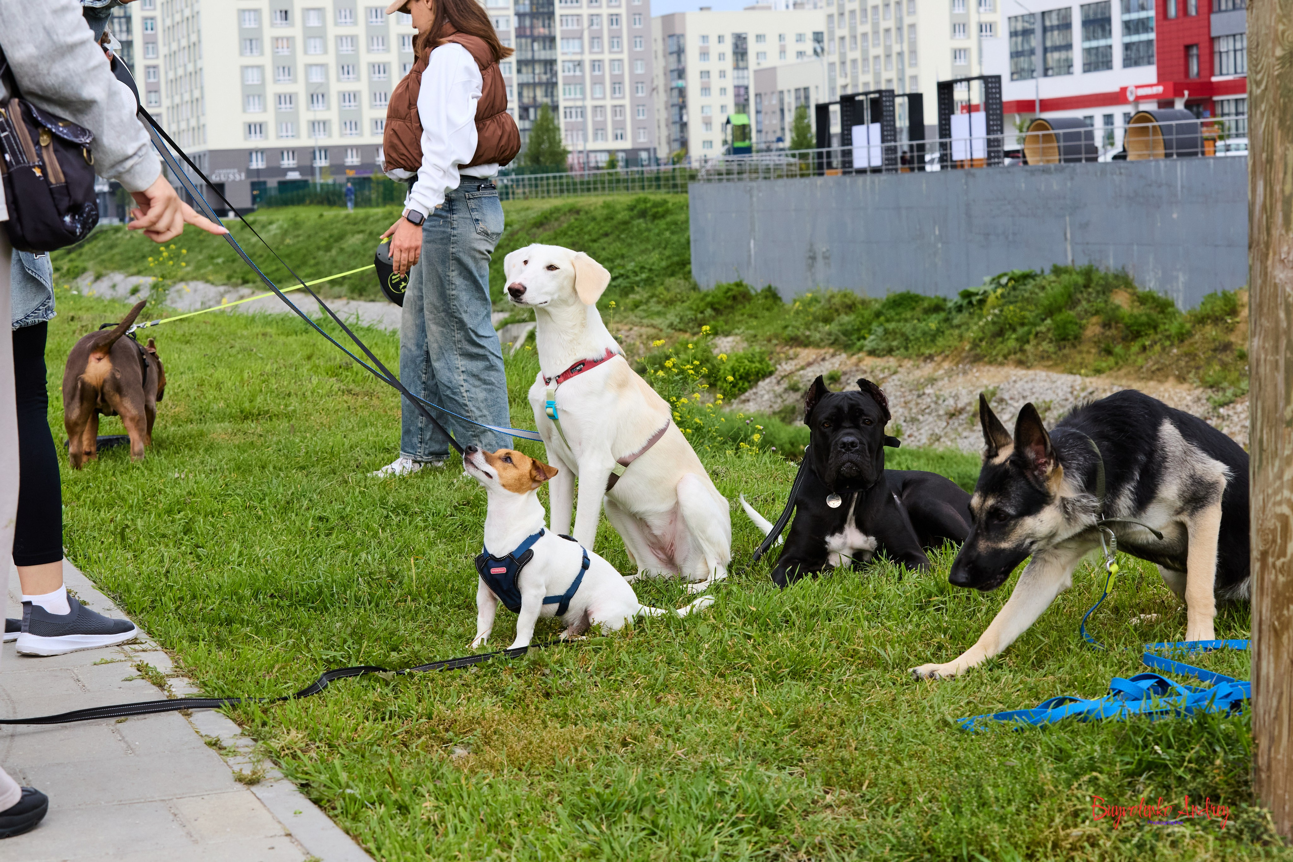 Проект фотопрогулка с хвостиком. Buyvolenko Andrey