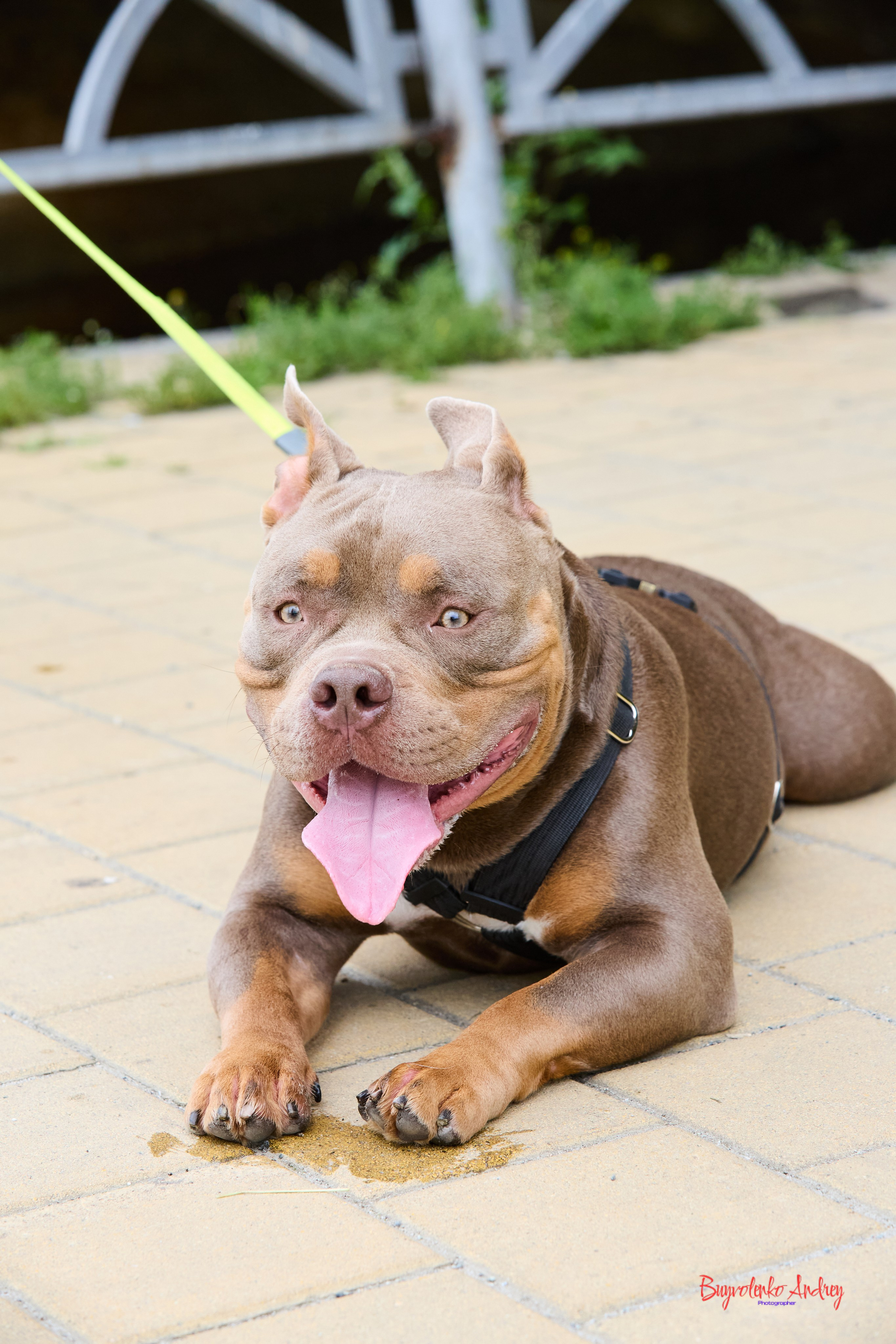 Проект фотопрогулка с хвостиком. Buyvolenko Andrey