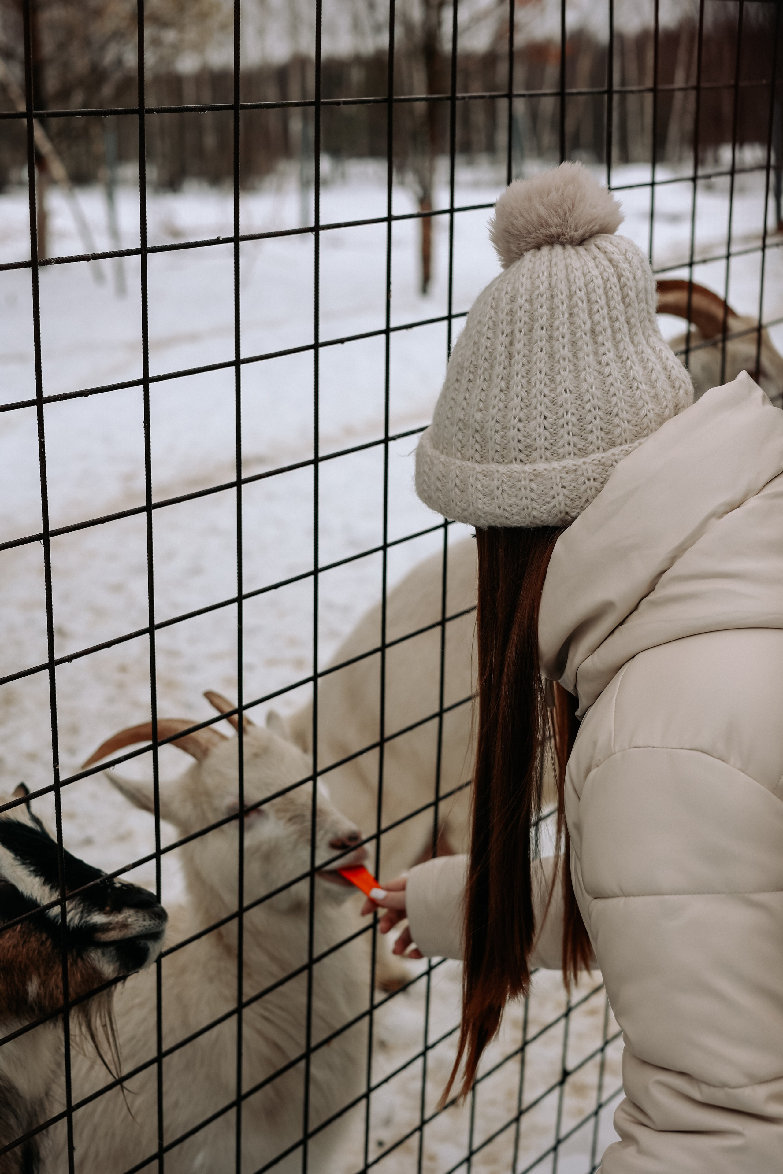 Экскурсия «Мир оленей». Фотограф Диана Воробьева Нижний Новгород