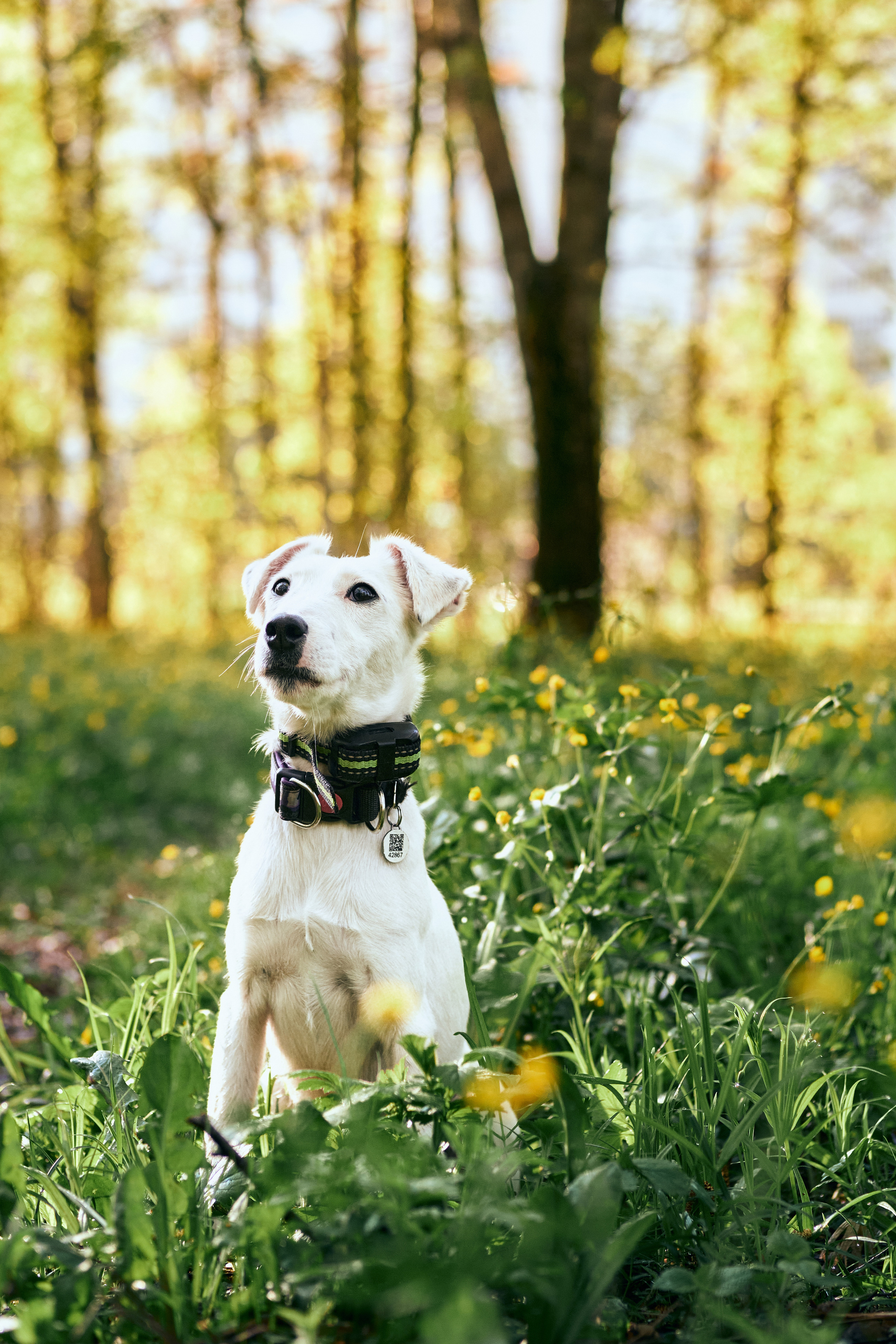 Фото с животными альбом. Фотограф в Москве — Галунина Кристина