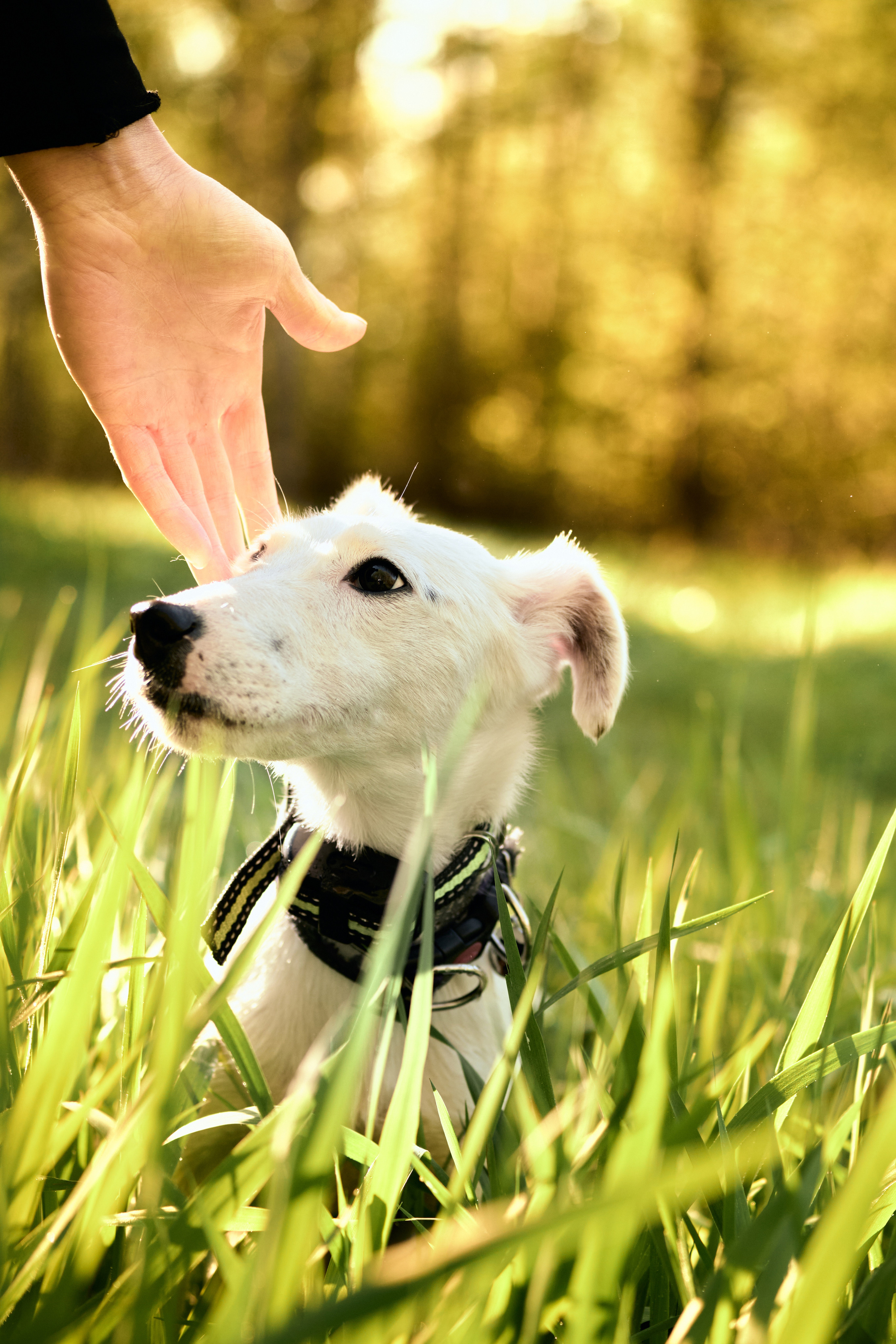 Фото с животными альбом. Фотограф в Москве — Галунина Кристина