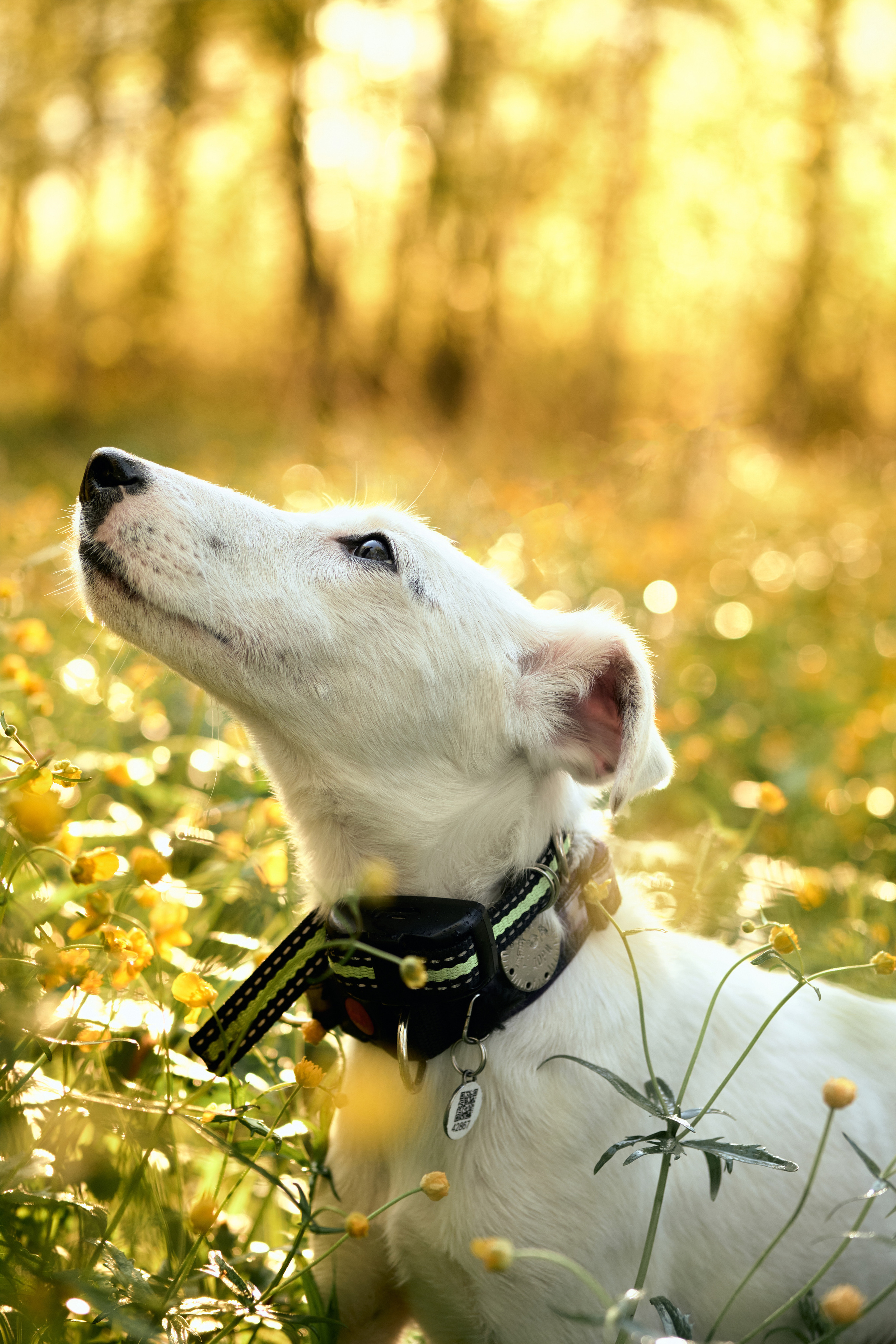 Фото с животными альбом. Фотограф в Москве — Галунина Кристина