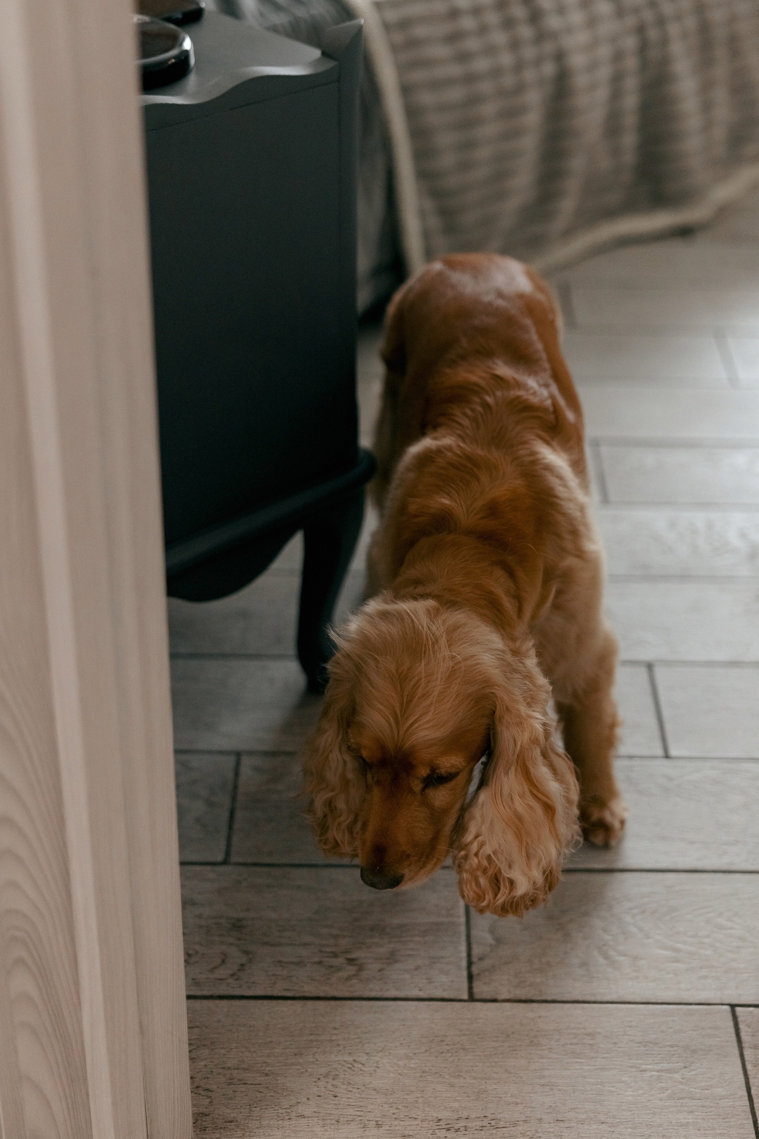 Свадебная фотосессия Настя, Макс и Карюша. Свадебный фотограф Москва