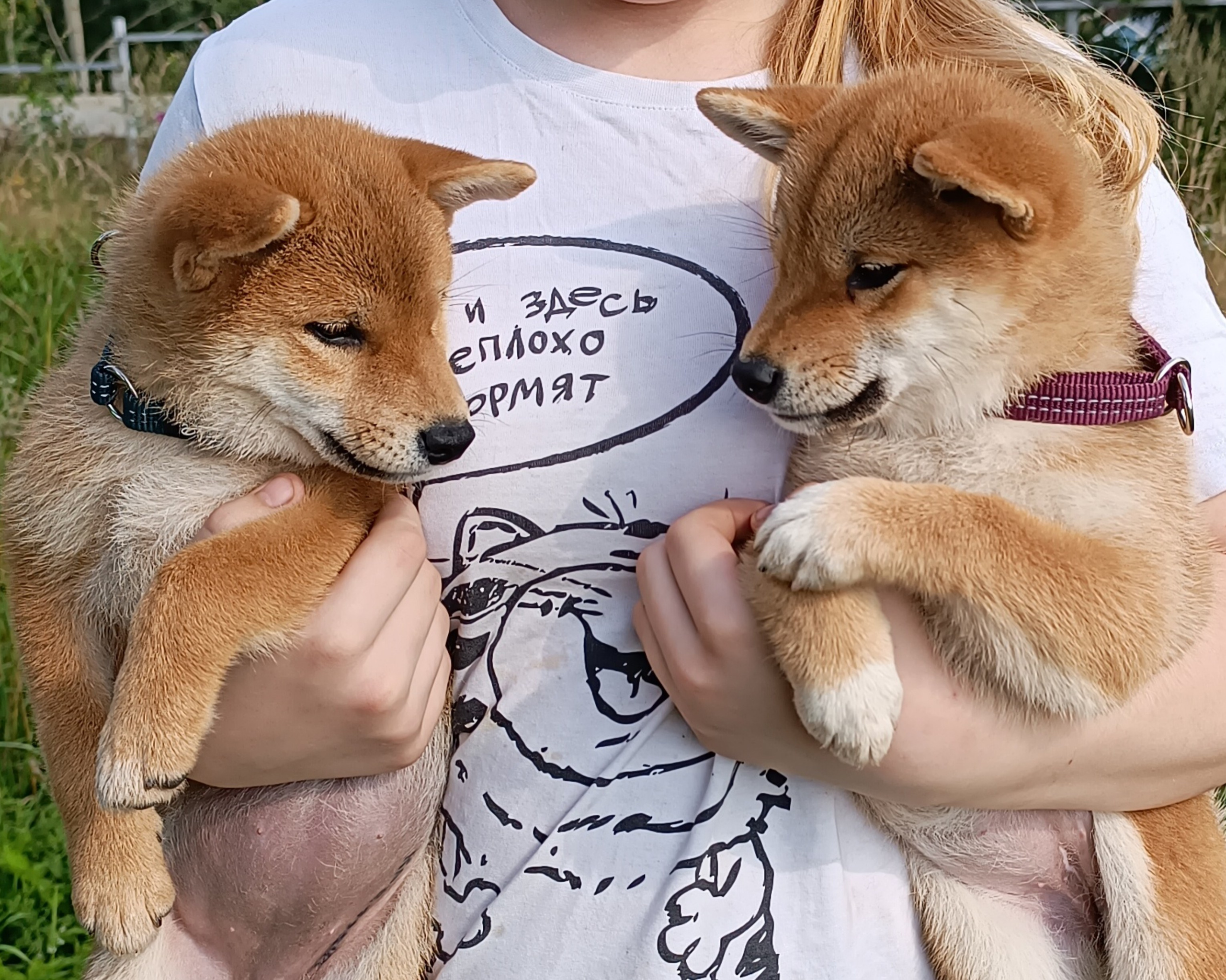 сиба питомник Рубилайт щенки на продажу rubylight  сиба щенки купить СПб Санкт-Петербург 