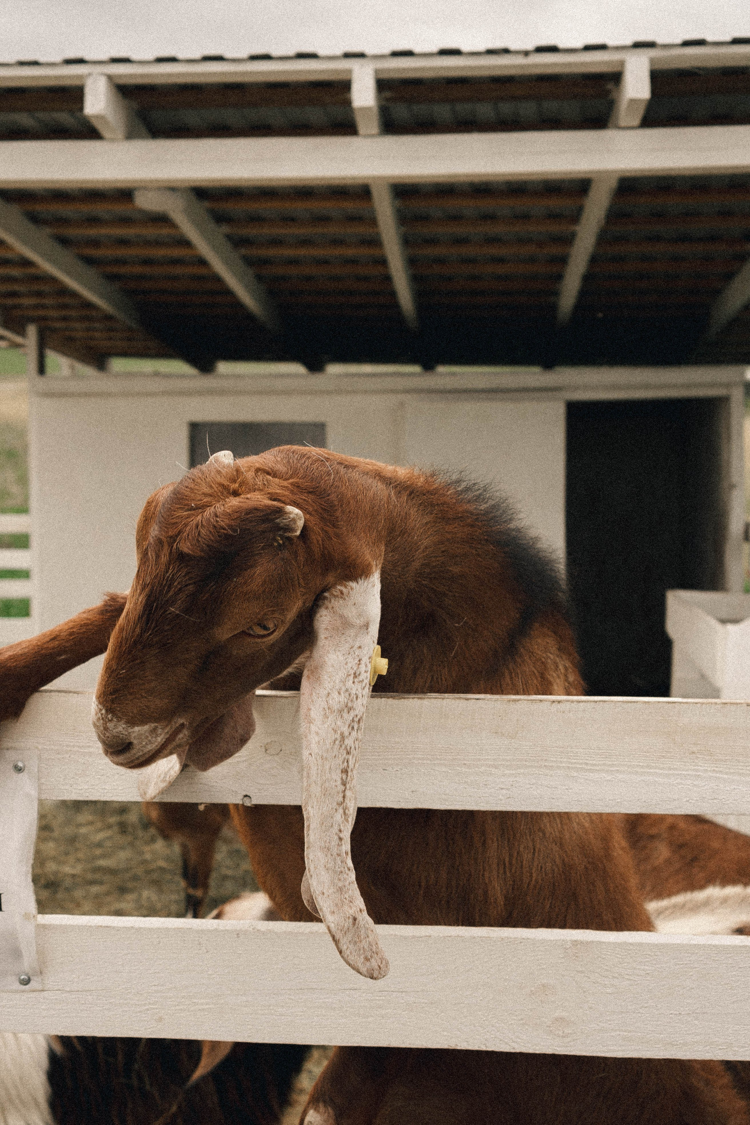 Ферма Альпак. Профессиональный фотограф, Санкт-Петербург — Виктория Богомолова