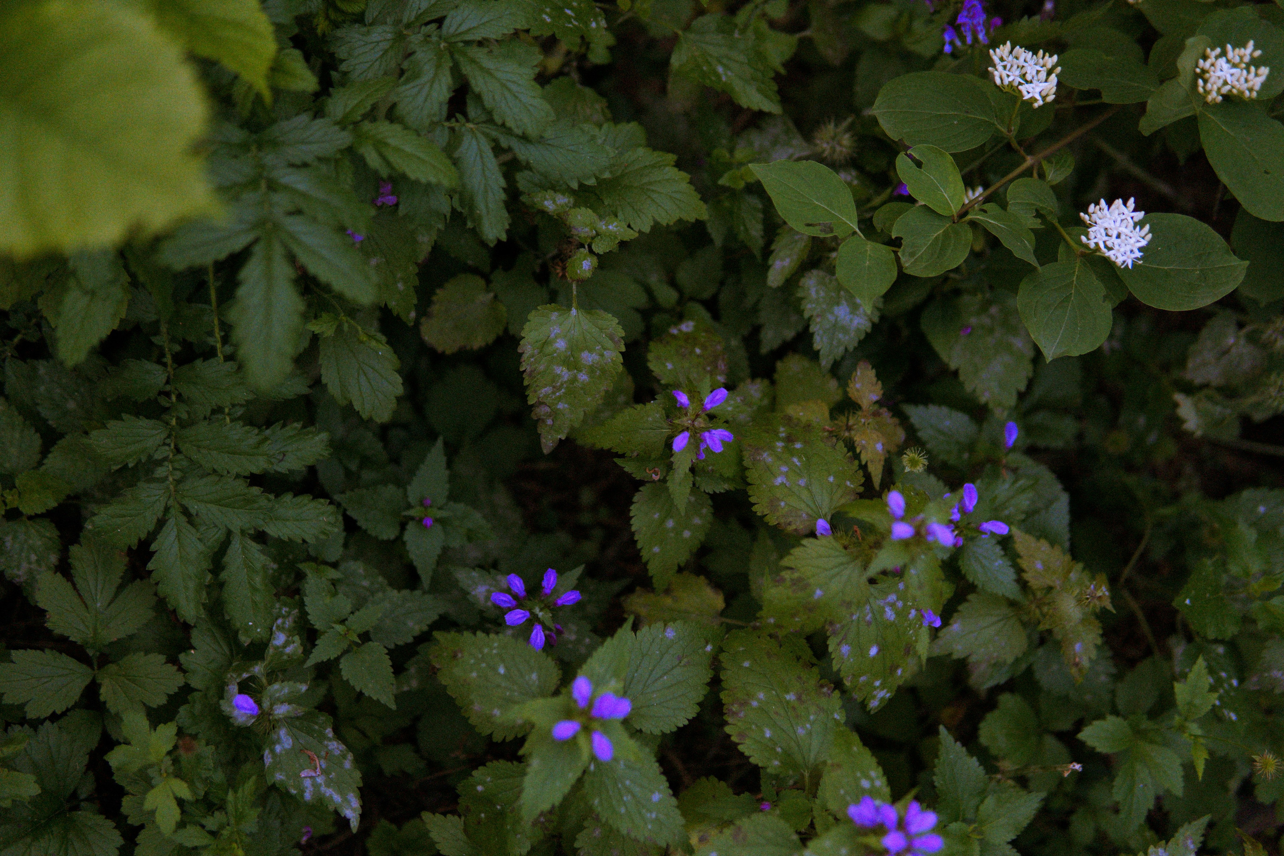 Фотосессия в лесу. Фотограф в Ростове-на-Дону Марина Мальцева