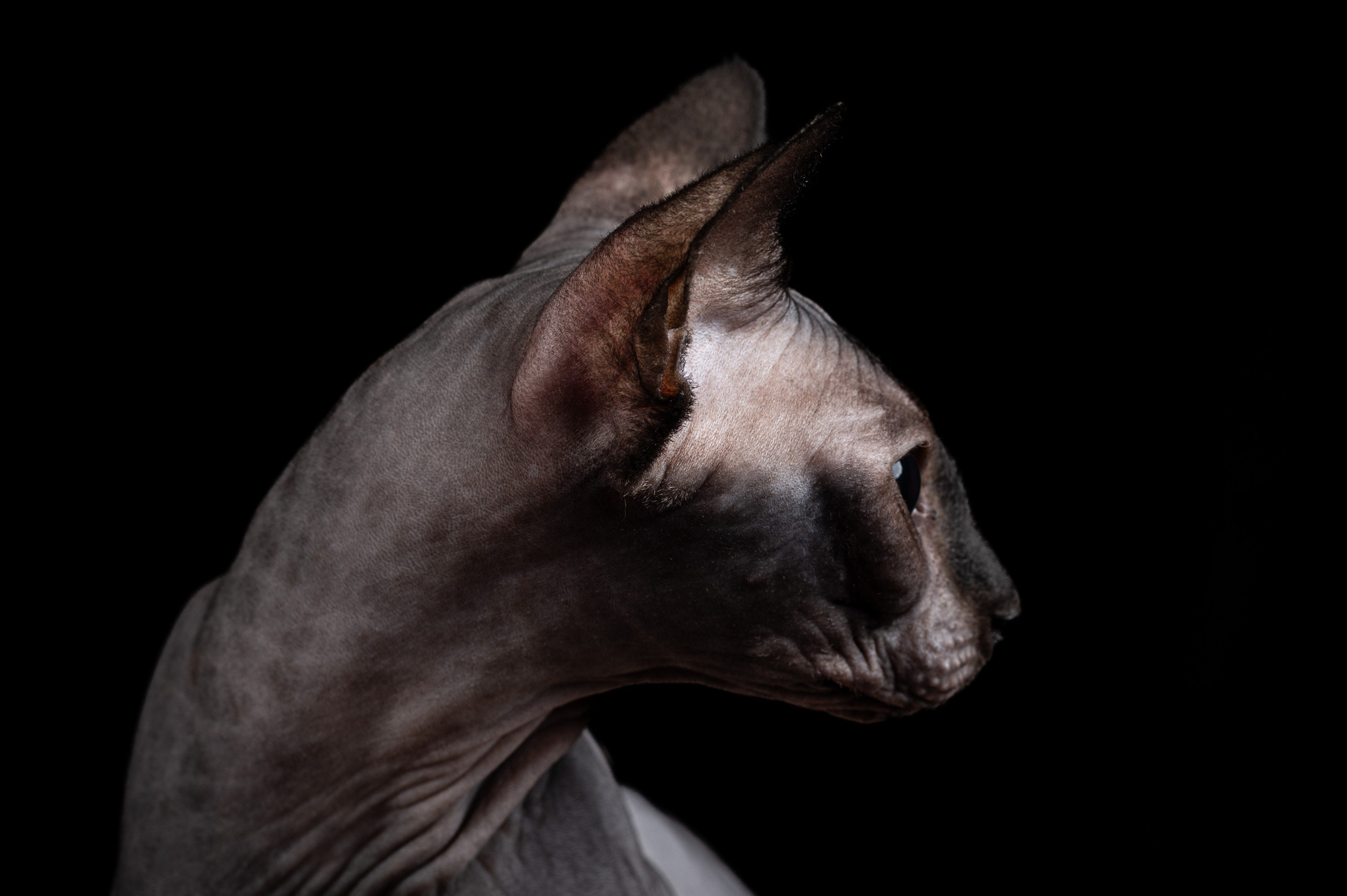 Клёпа | сфинкс. Alexandrovna photography