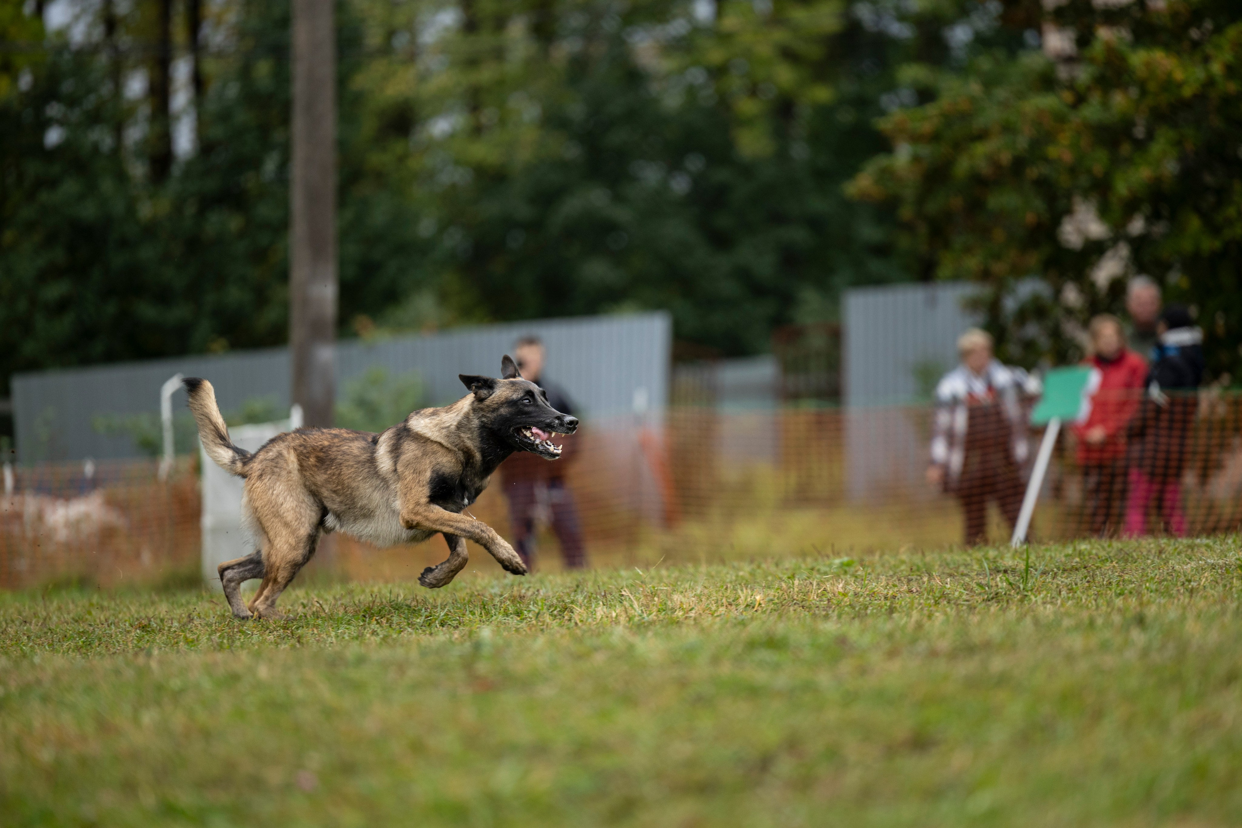 Испытания по Мондьорингу г. Пушкин. Фотограф-анималист Анна Маринич