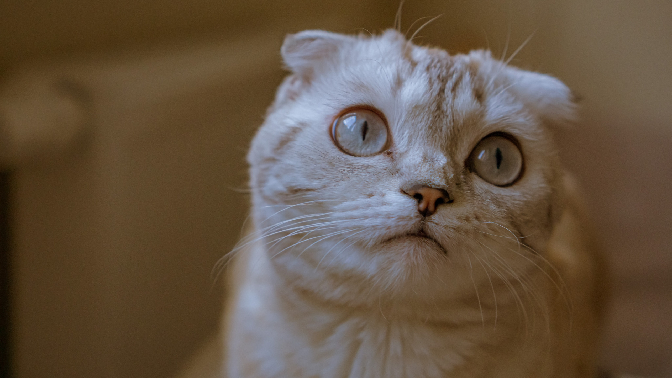 Ария. Фотограф в Кстово и Нижнем Новгороде KOLOSOK