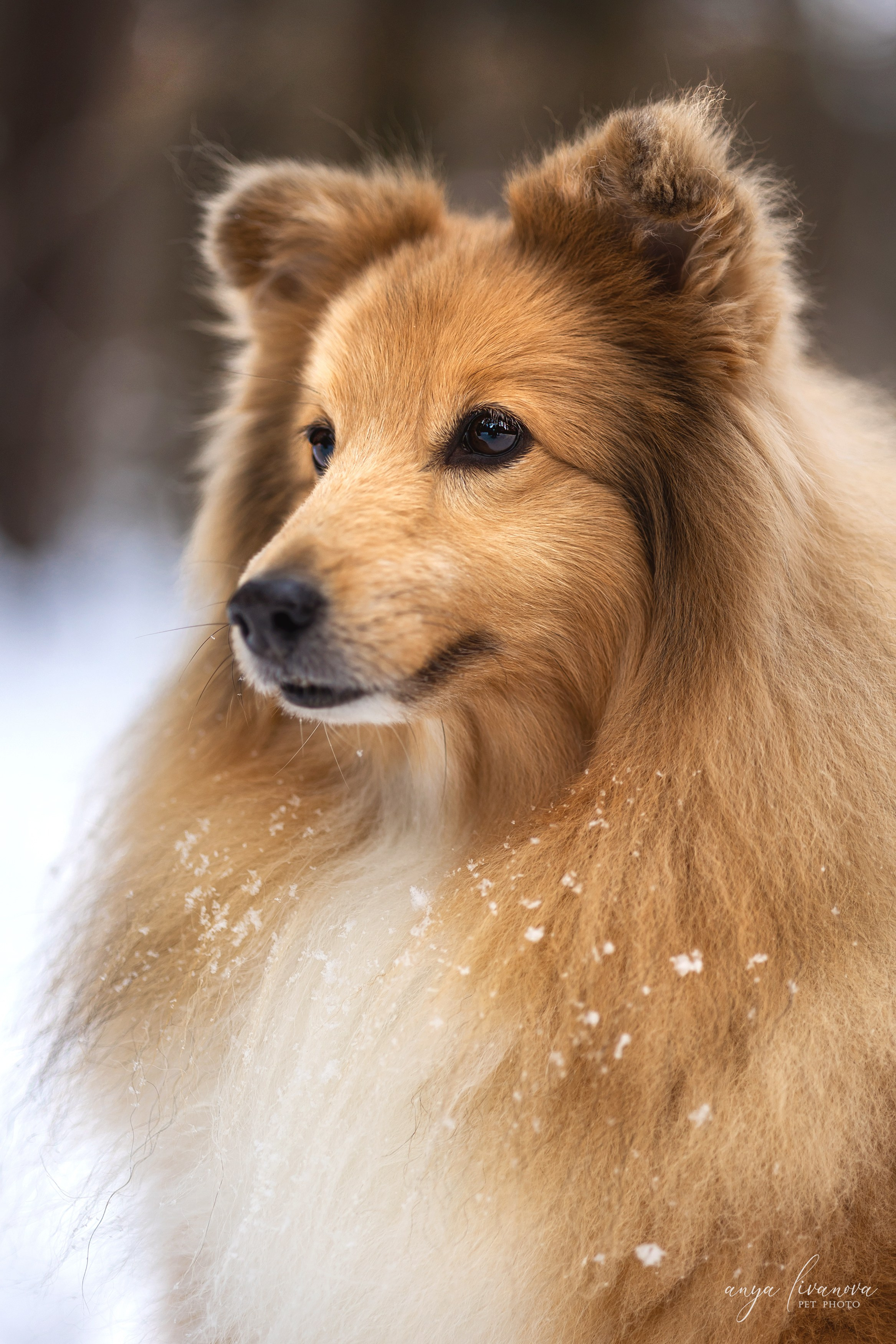 Скиф. Фотограф анималист Аня Ливанова | Рыбинск