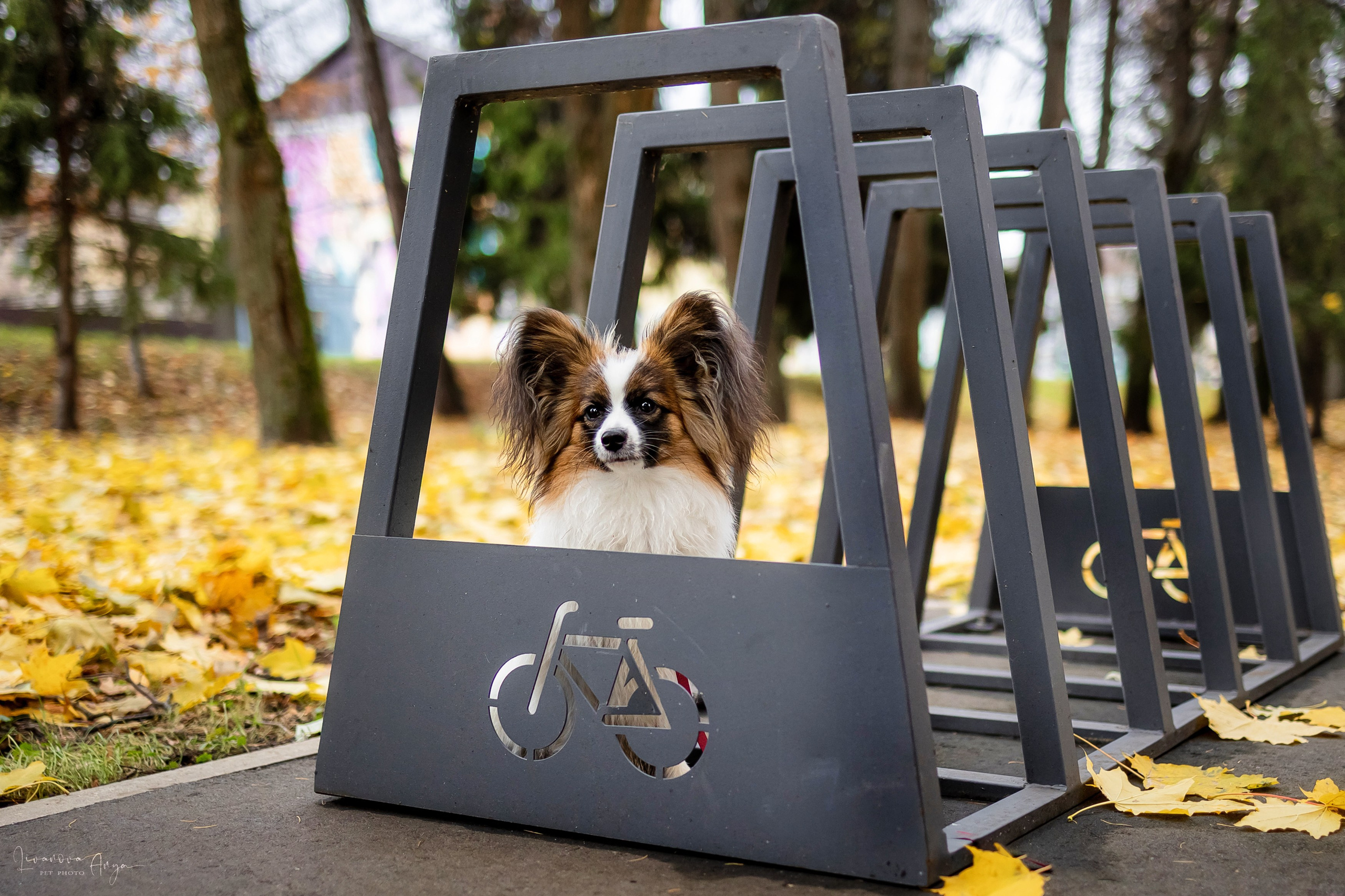 Хьюстон. Фотограф анималист Аня Ливанова | Рыбинск