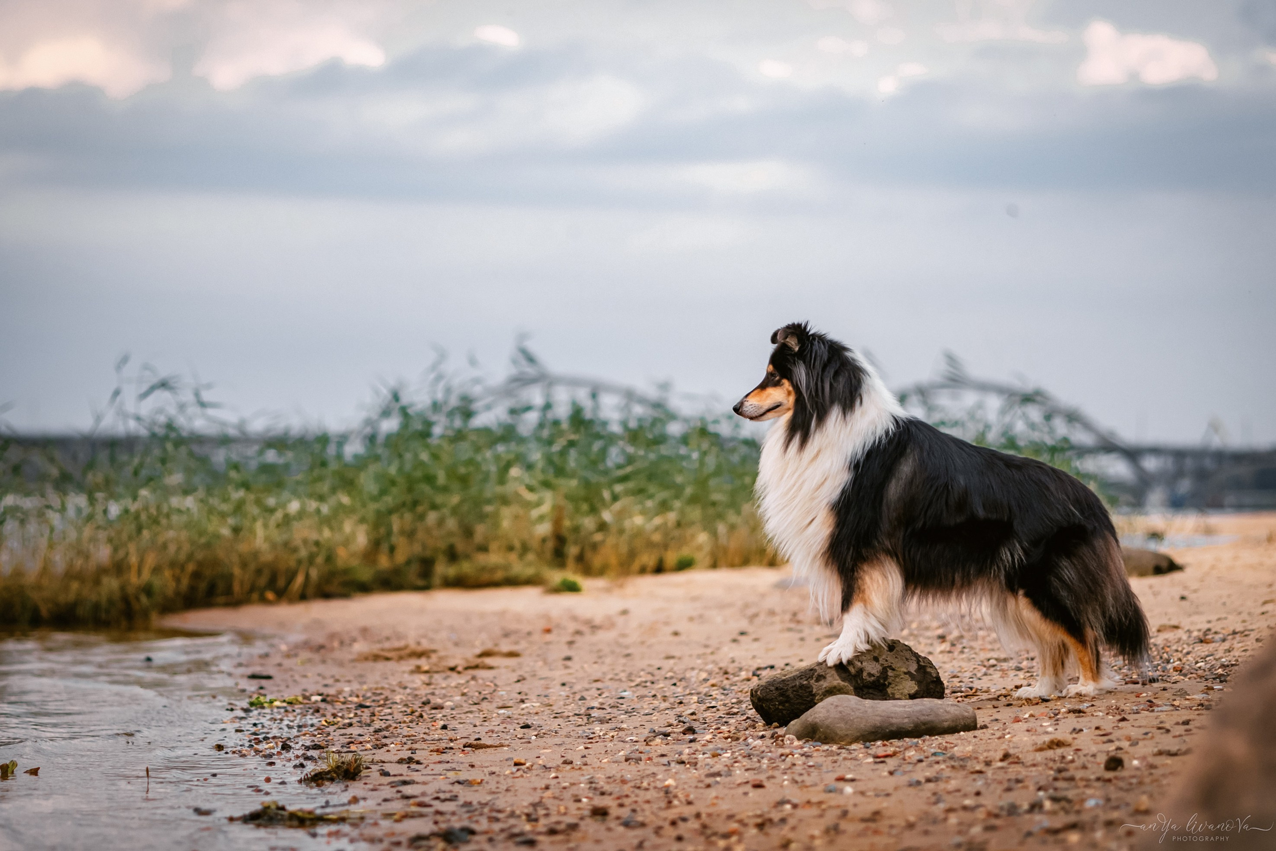 Оля и Вива. Фотограф анималист Аня Ливанова | Рыбинск