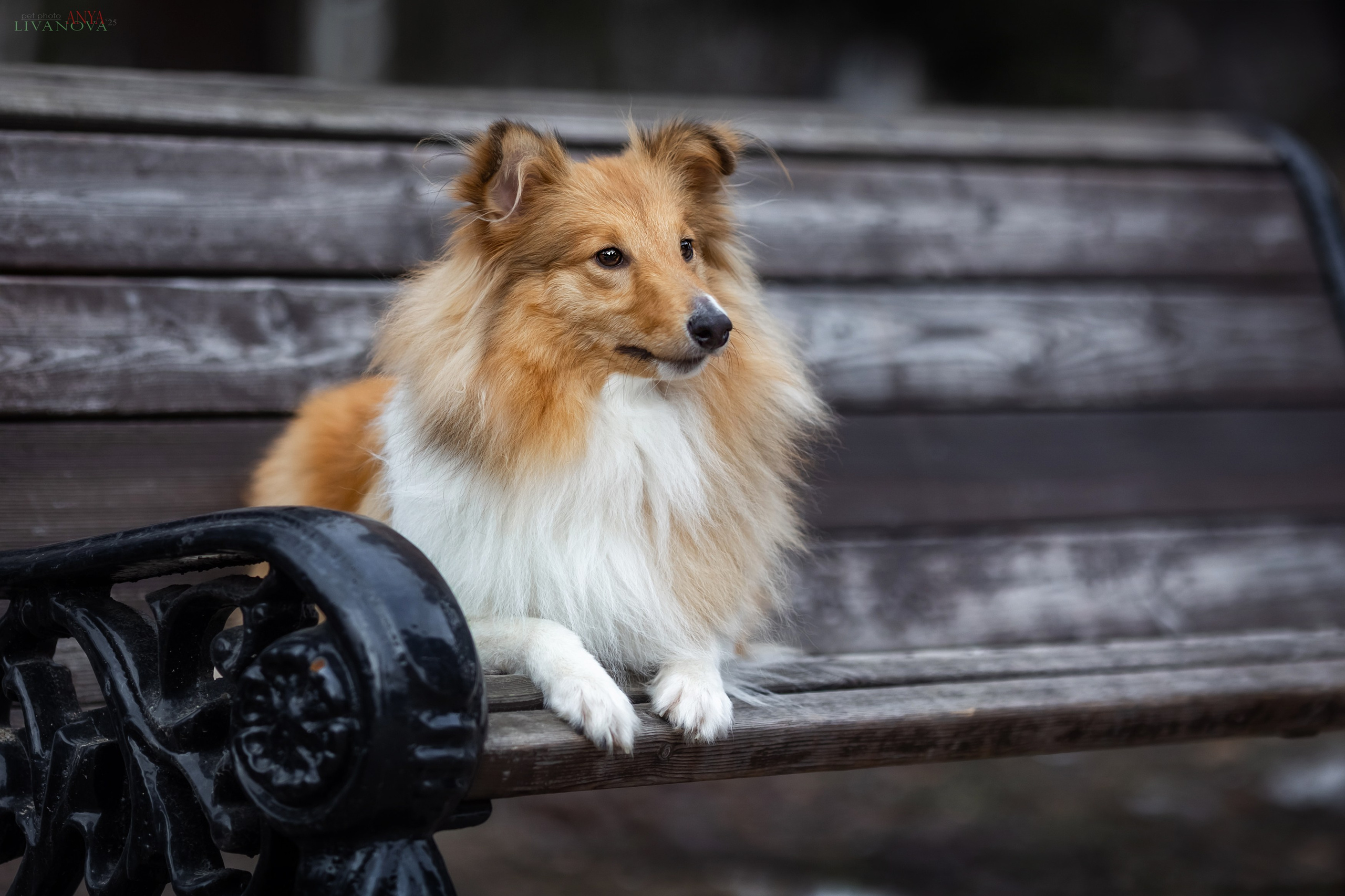 Ника. Фотограф анималист Аня Ливанова | Рыбинск