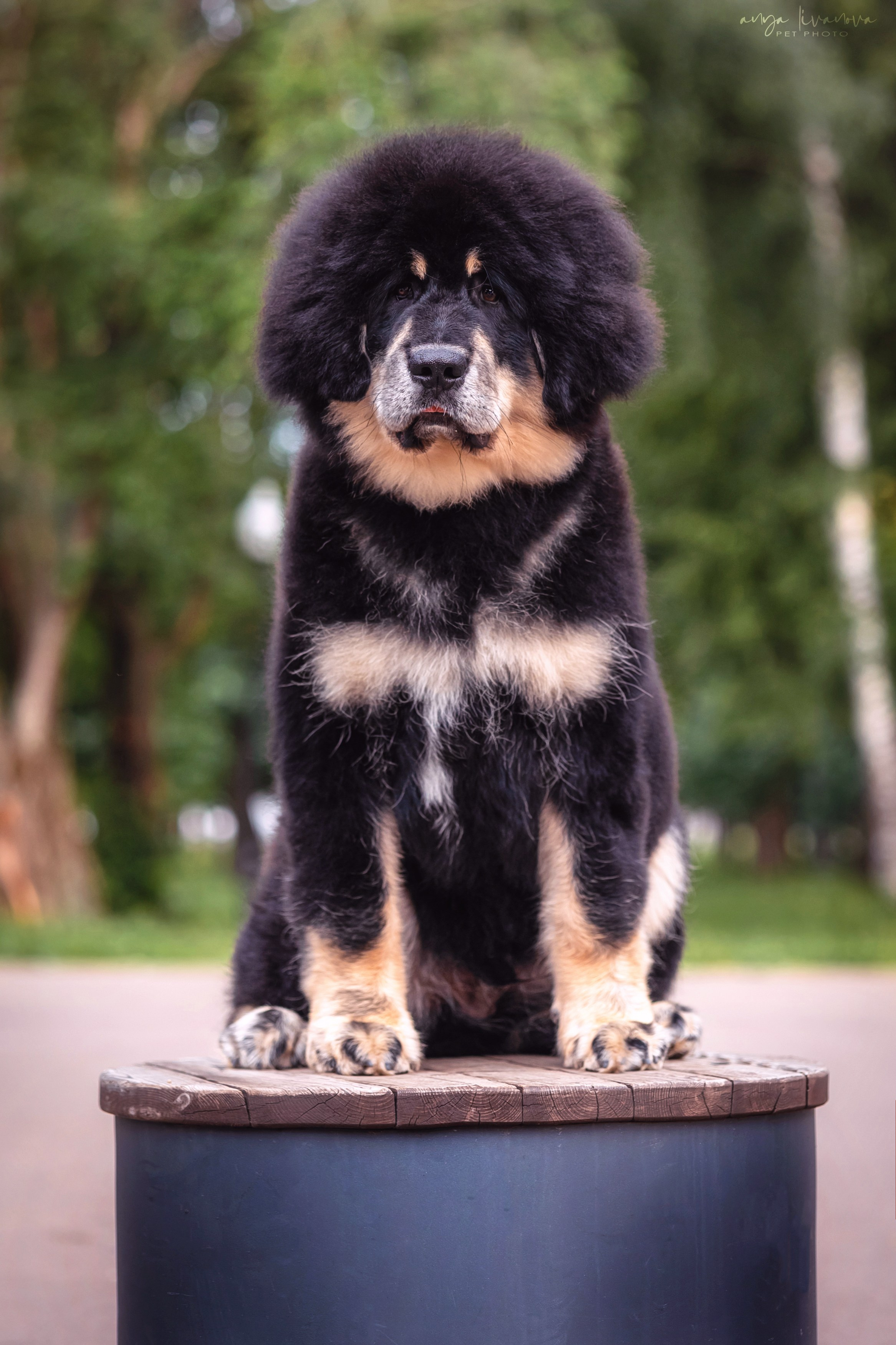 Лео. Фотограф анималист Аня Ливанова | Рыбинск